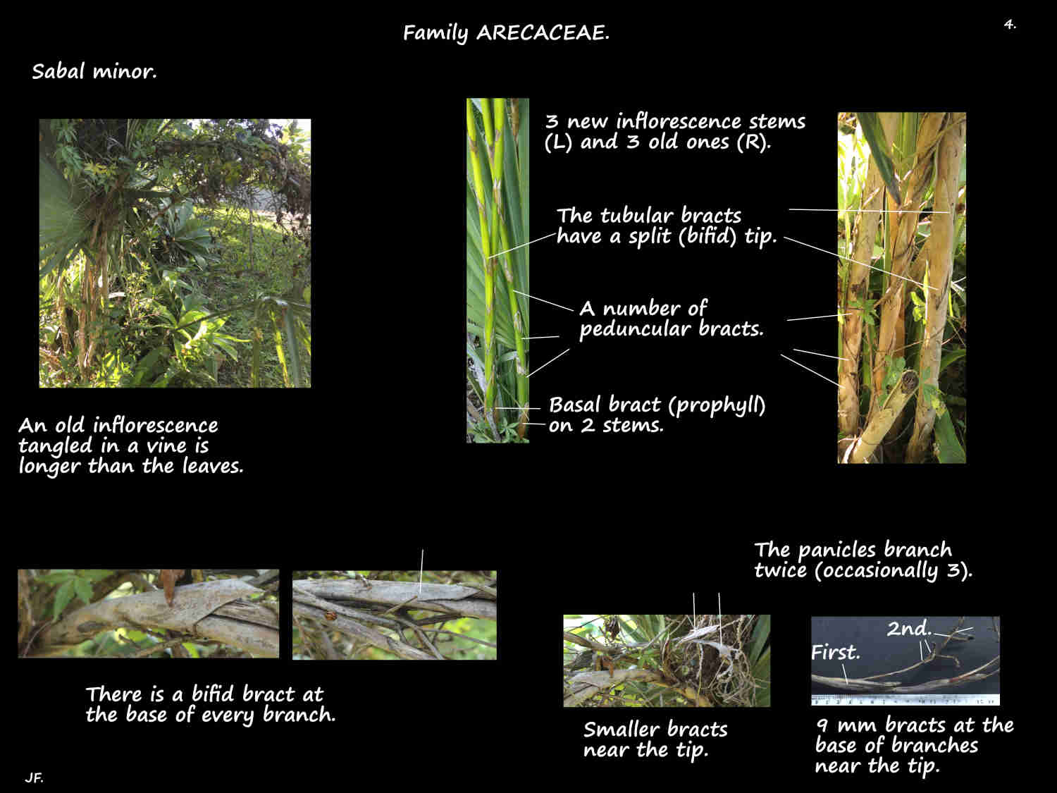 4 Sabal minor inflorescence bracts