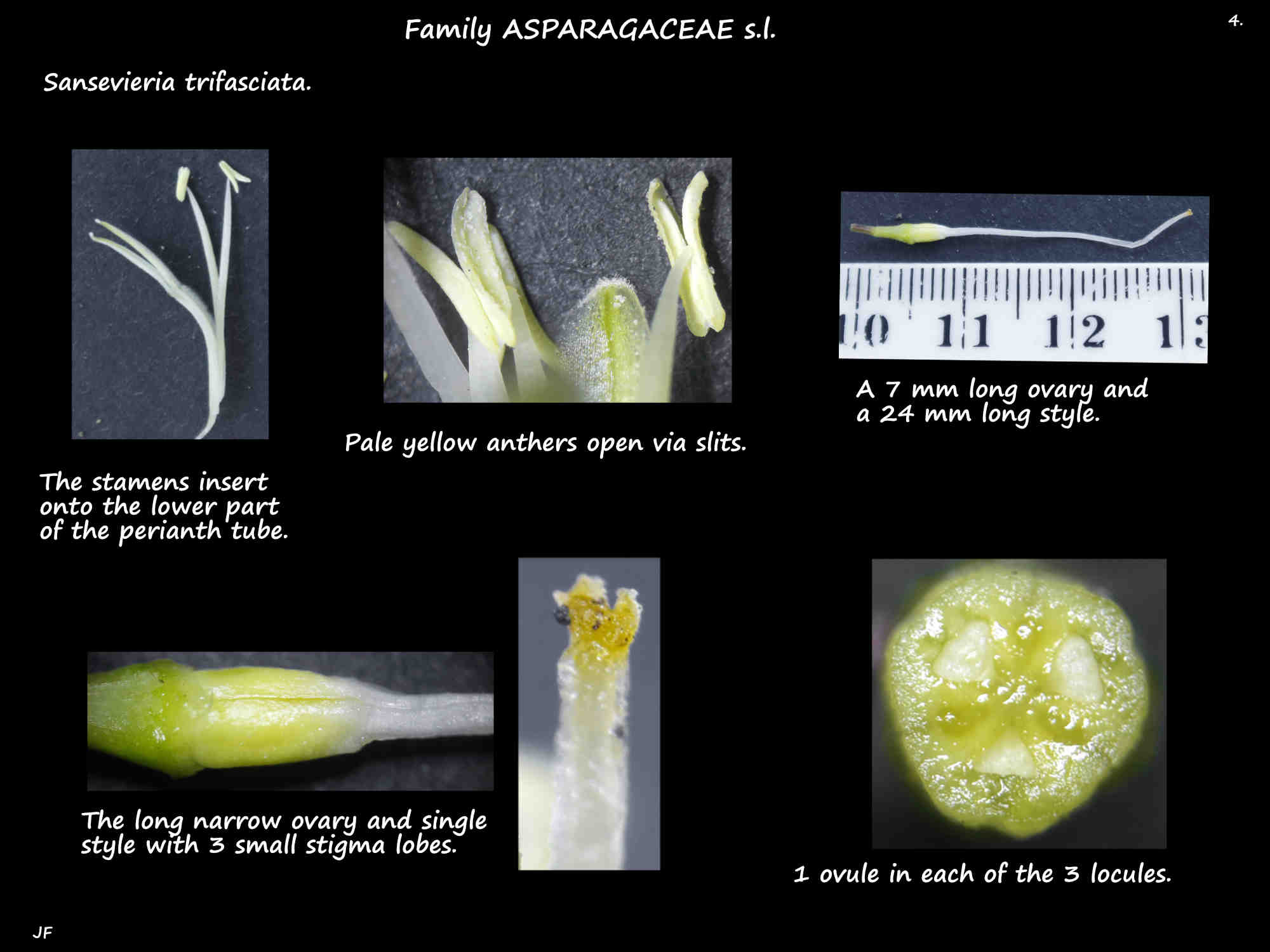 4 Sansevieria trifasciata stamens, ovary & style