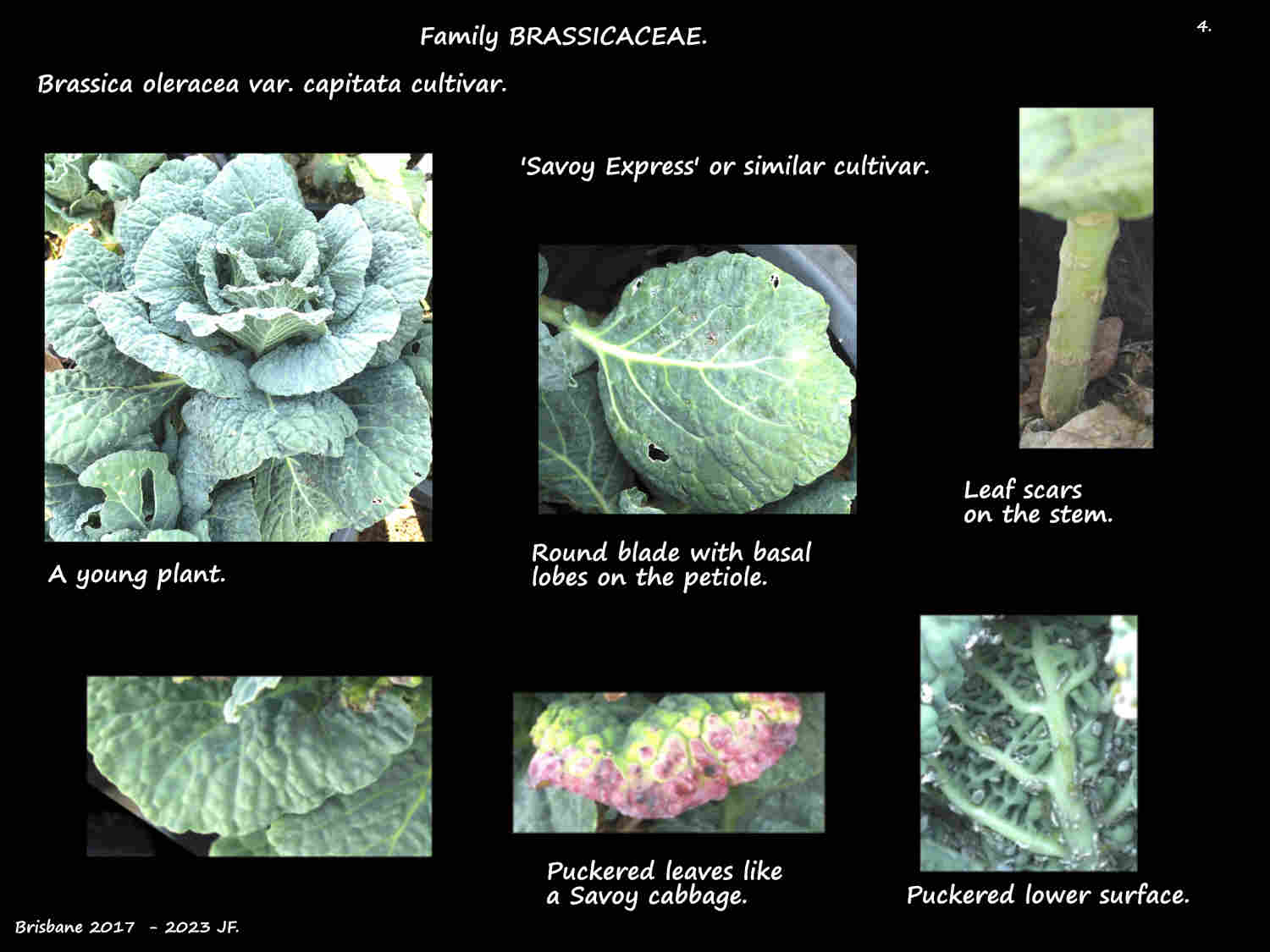 4 Savoy cabbage cultivar