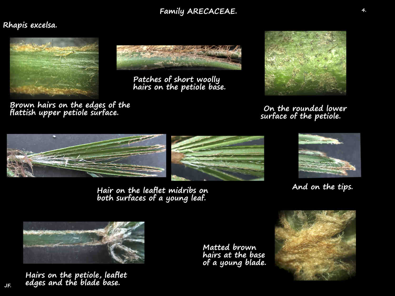4 Short woolly hairs on young Rhapis leaves