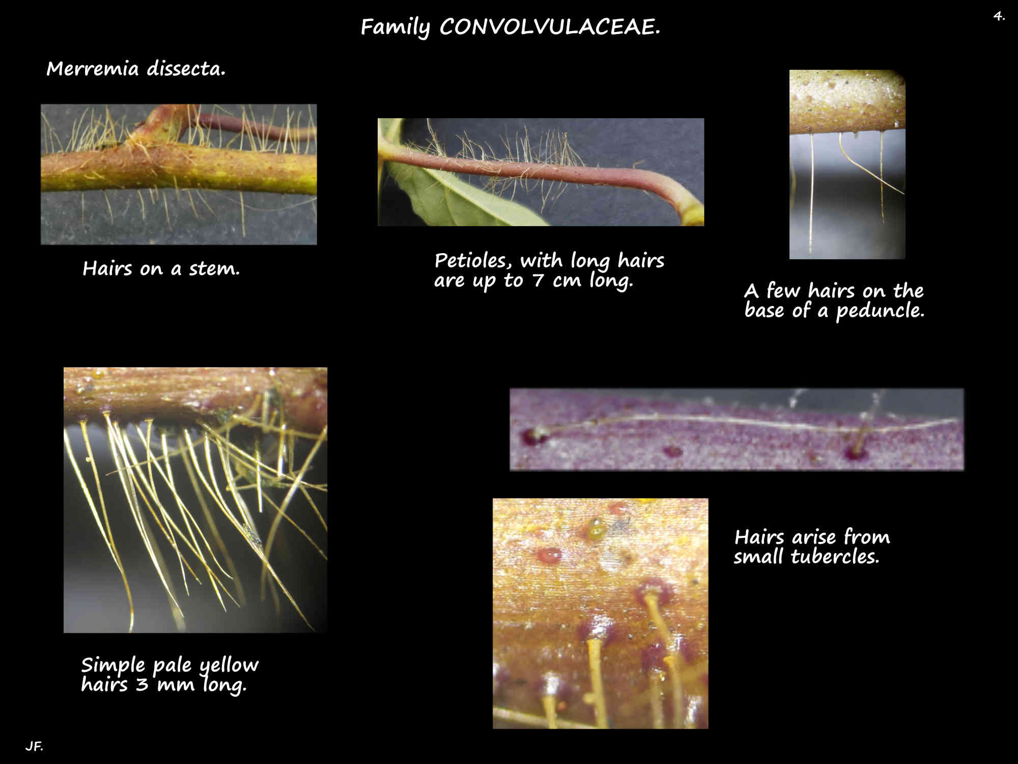 4 Simple hairs on Merremia dissecta plants