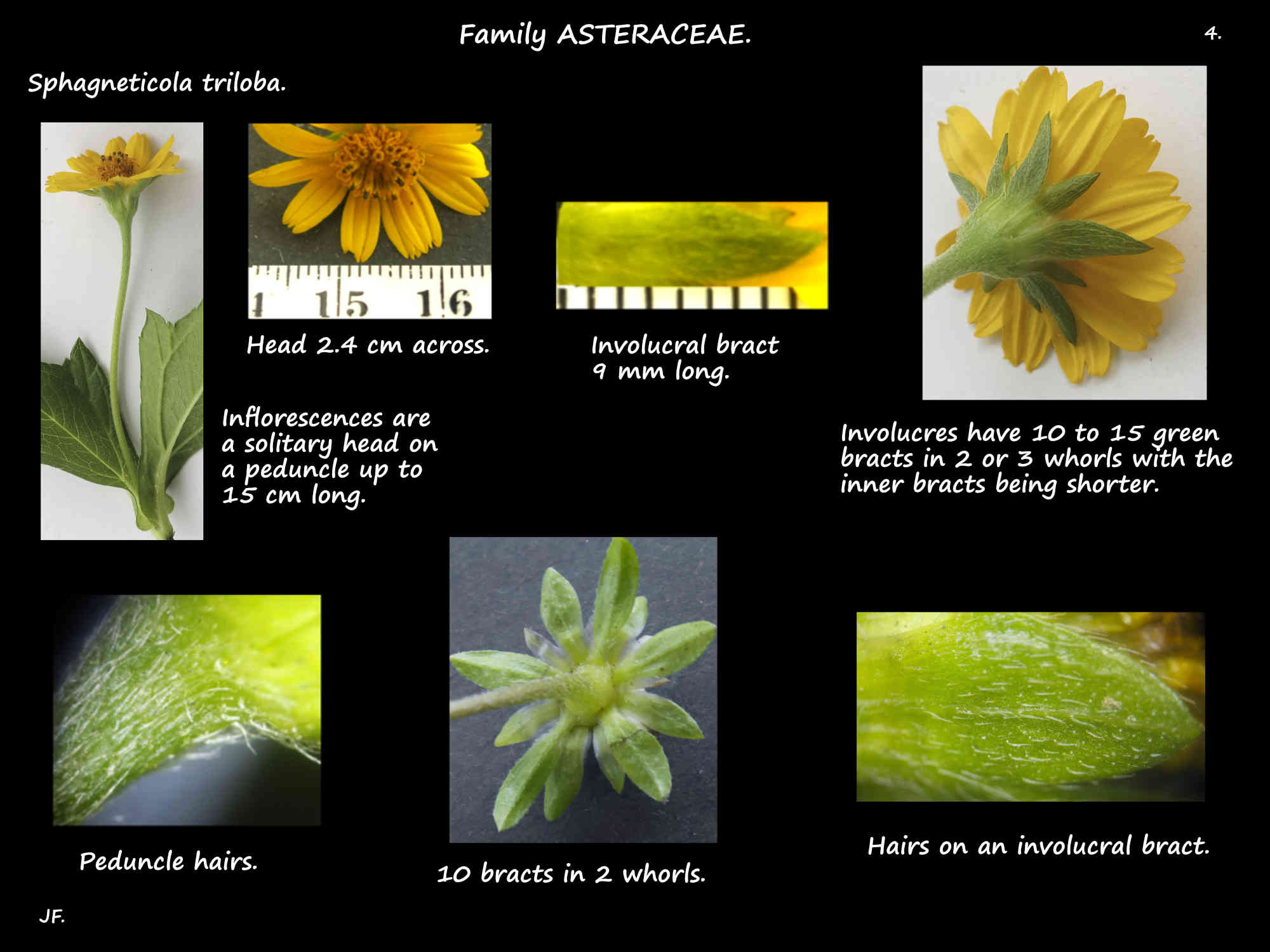 4 Singapore daisy flower head & involucre