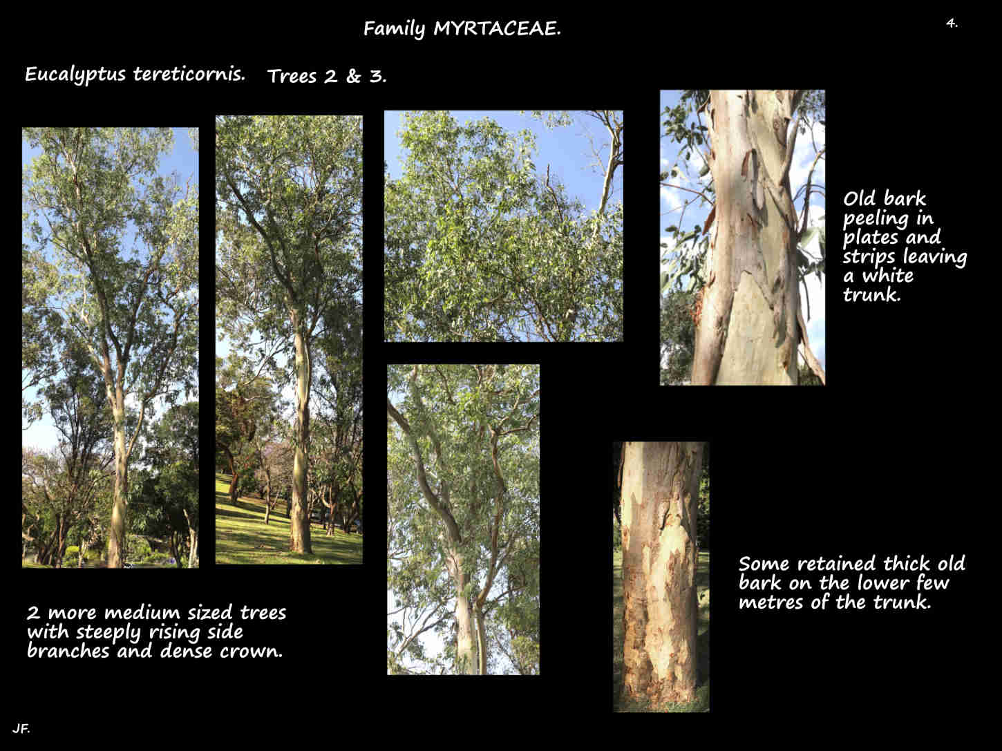 4 Small Red Irongum trees