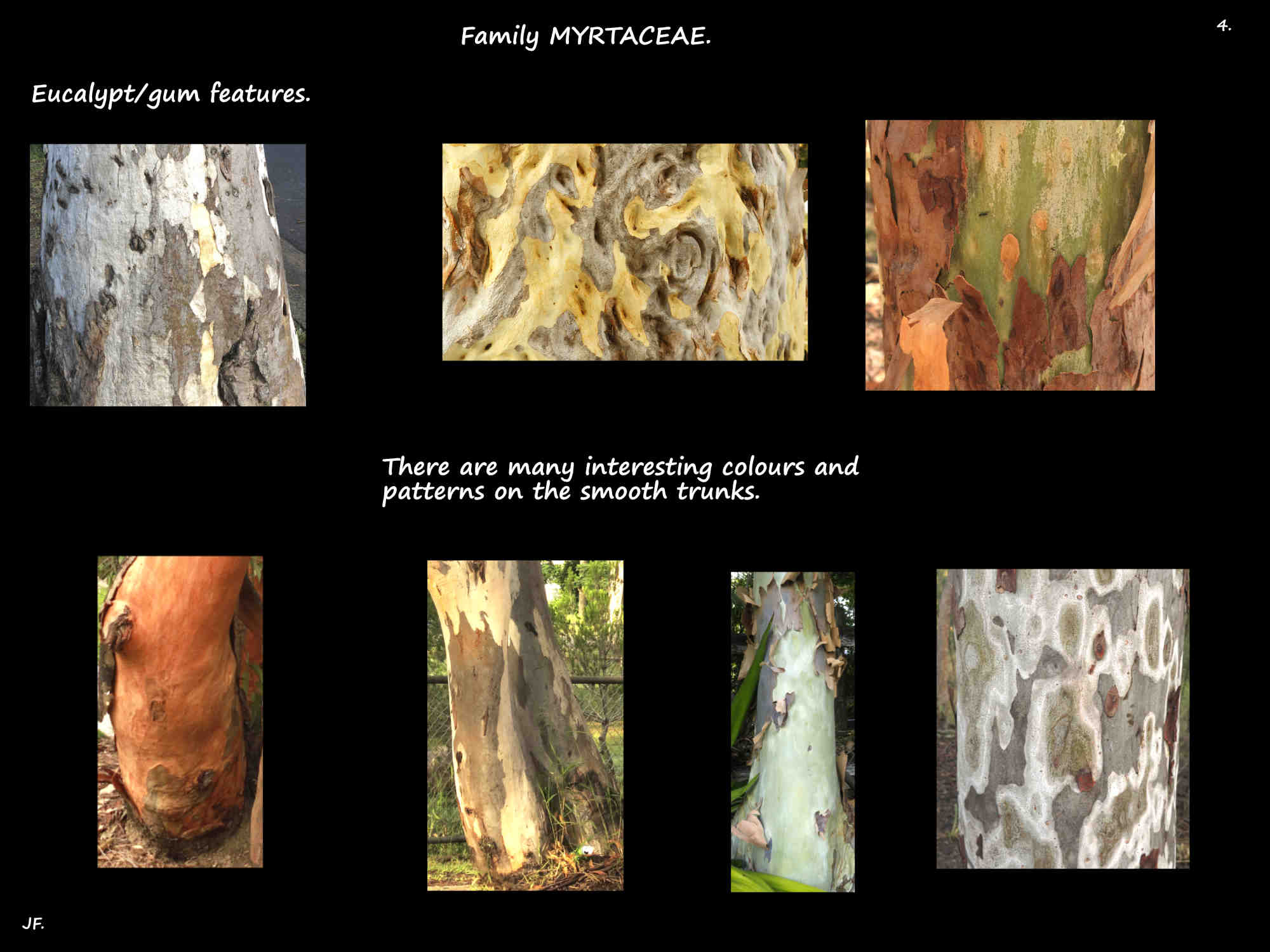 4 Smoothbark trunk colours