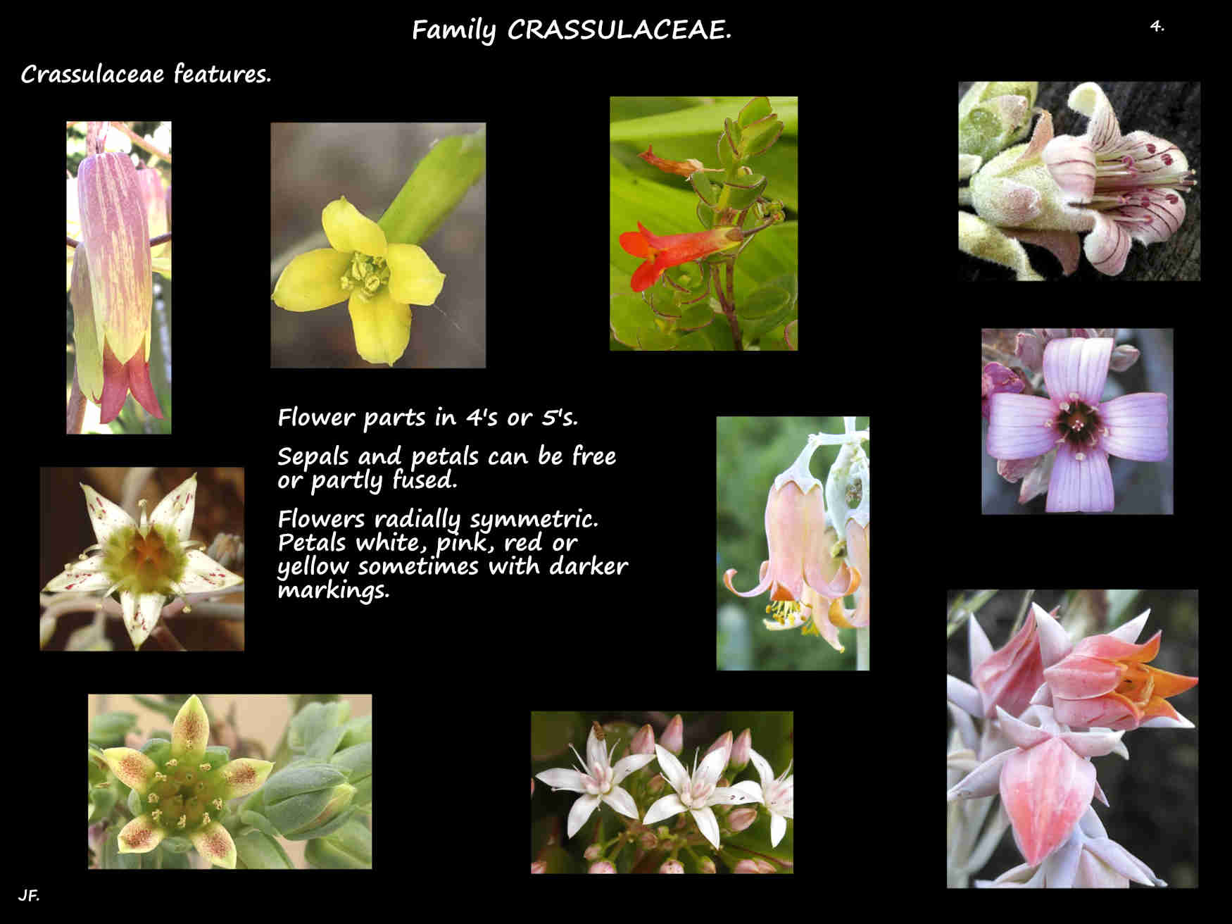4 Some Crassulaceae flowers