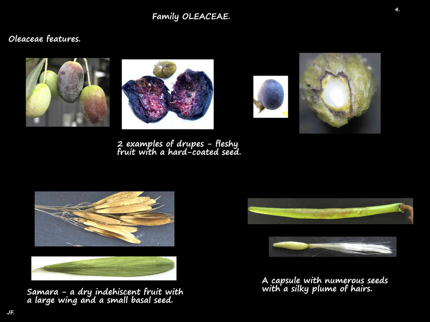 4 Some Oleaceae fruit types