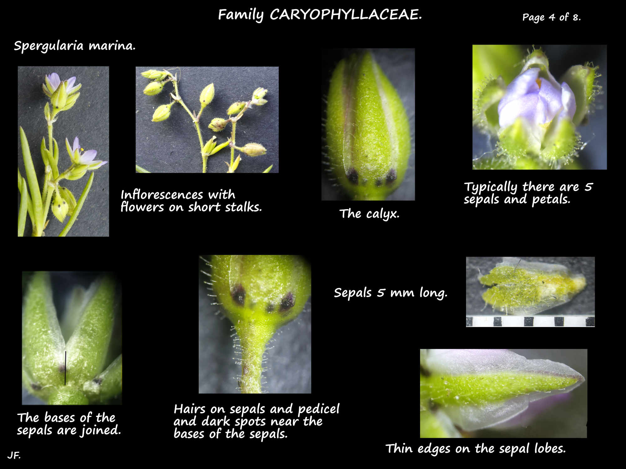 4 Spergularia marina flowers & sepals