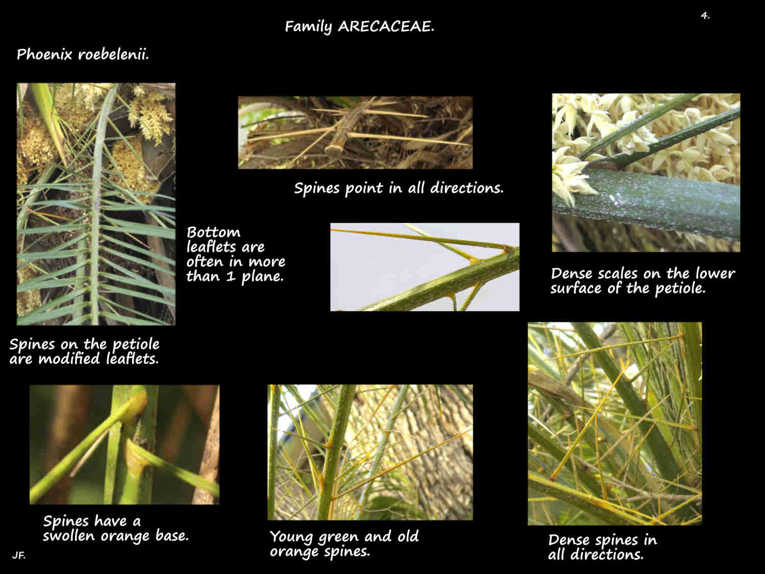 4 Spines on Phoenix roebelenii leaves