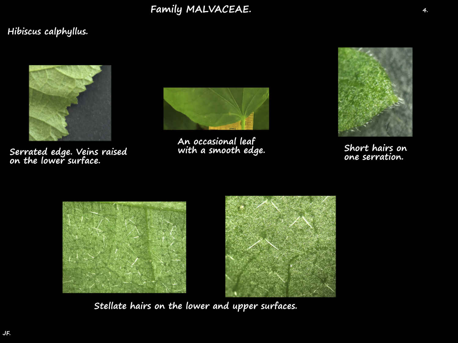 4 Stellate hairs on H. calyphyllus leaves