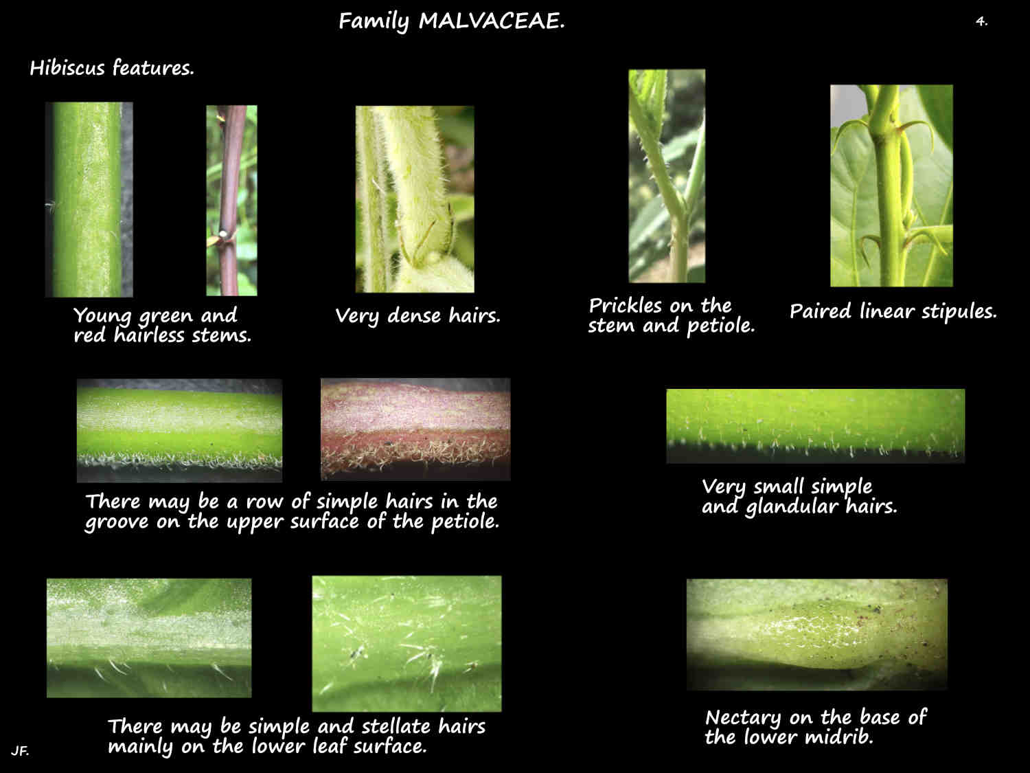 4 Stipules & Hibiscus leaf nectaries