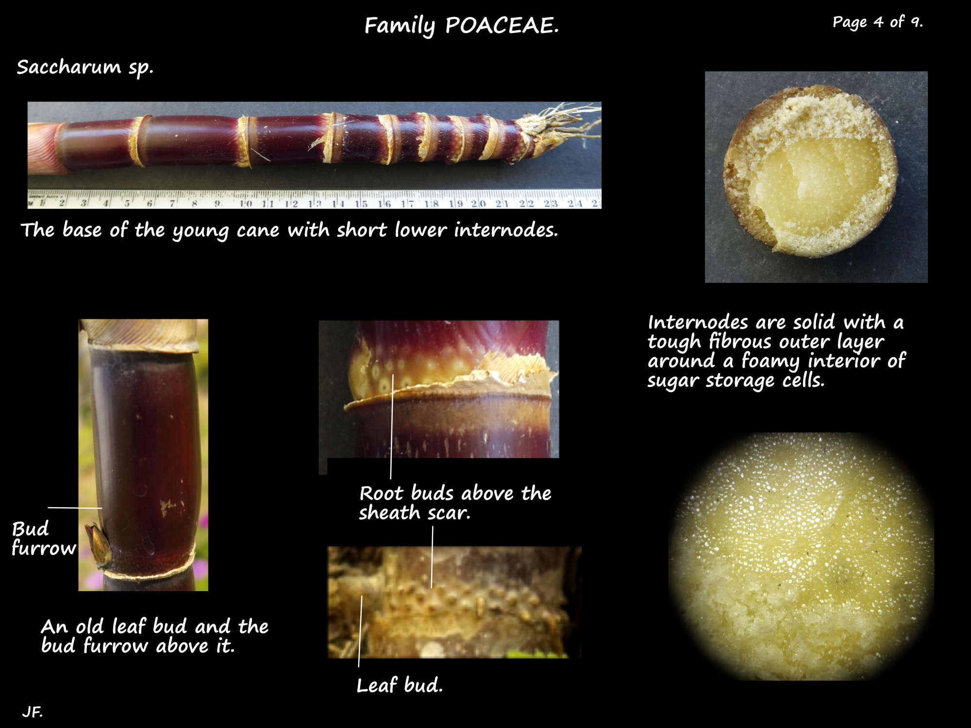4 Sugarcane nodes & internodes
