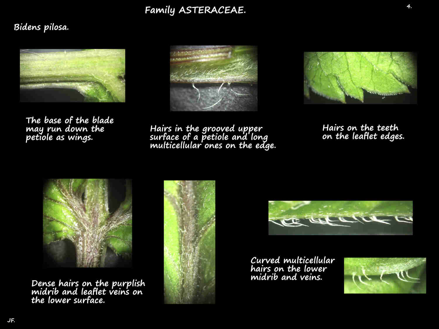 4 Teeth & hairs on Bidens pilosa leaves