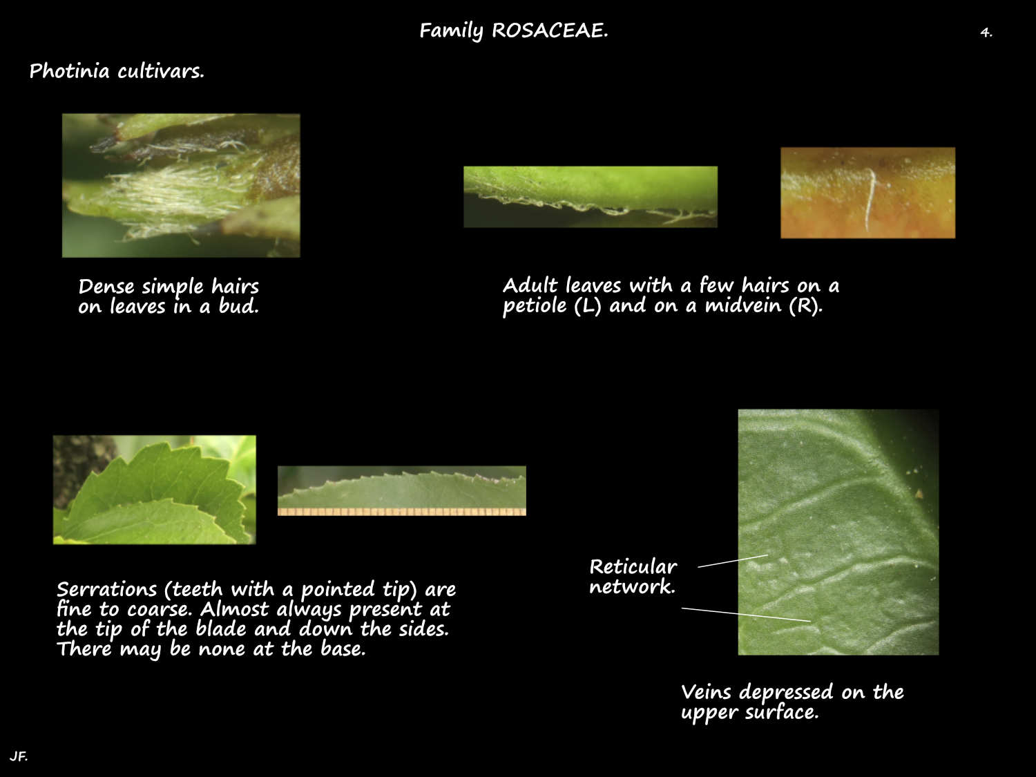 4 Teeth & veins on Photinia leaves 2