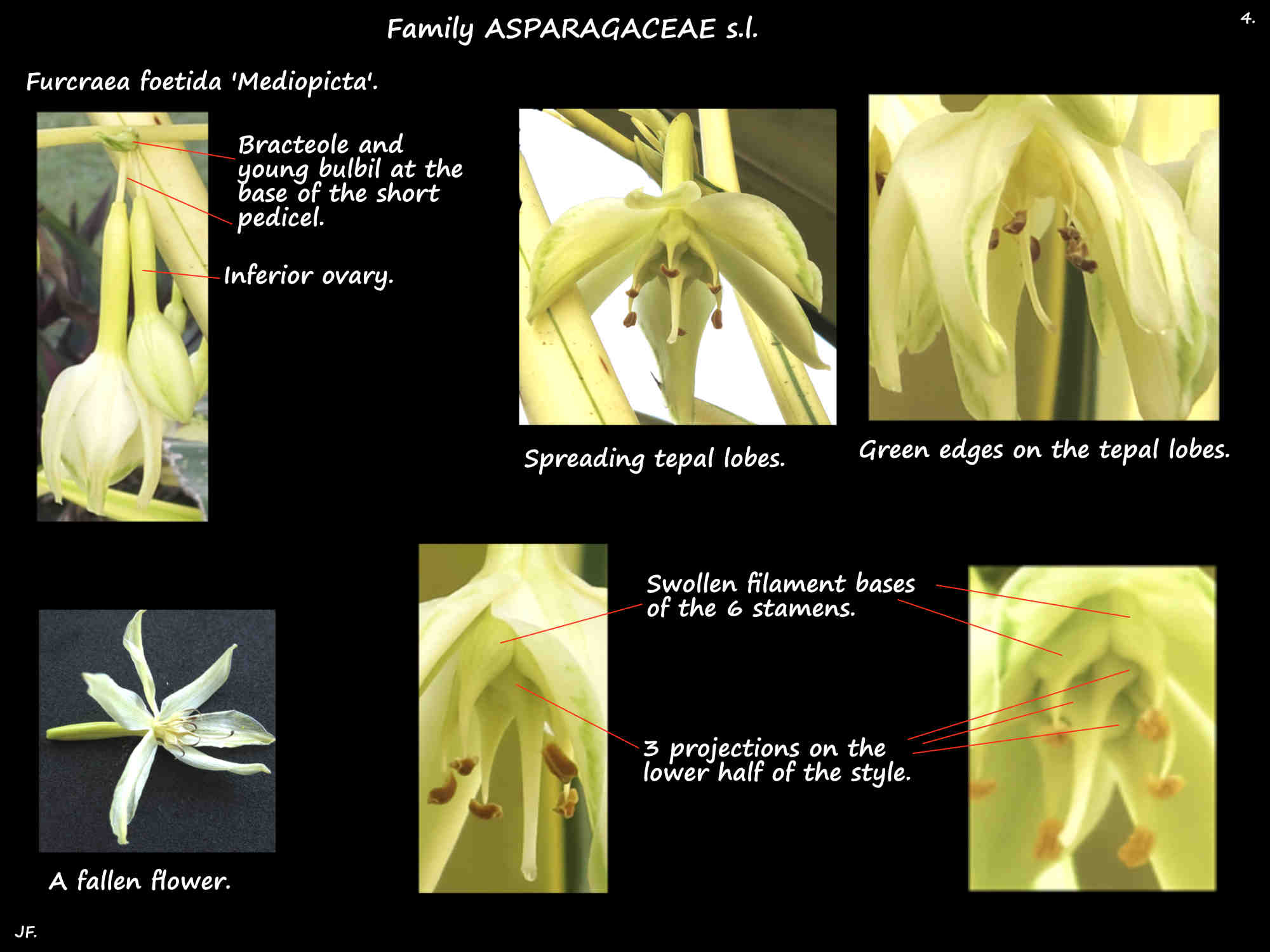 4 Tepals, stamens & style of Furcraea 'Mediopicta' flowers