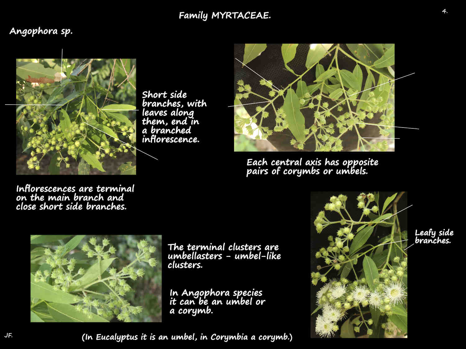 4 Terminal Angophora inflorescences