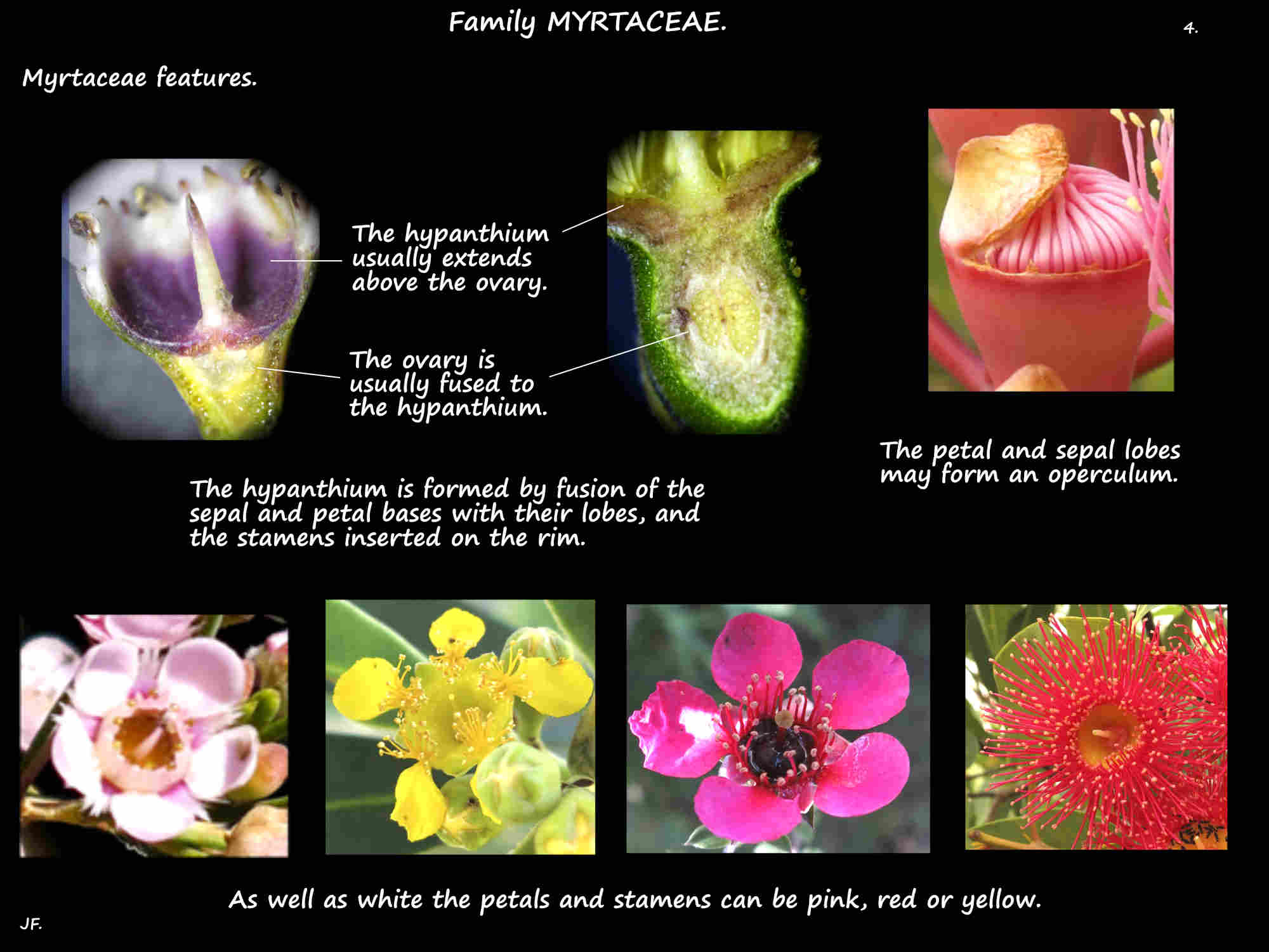 4 The hypanthium in Myrtaceae flowers