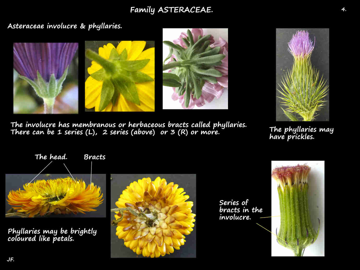 4 The involucre on Asteraceae heads