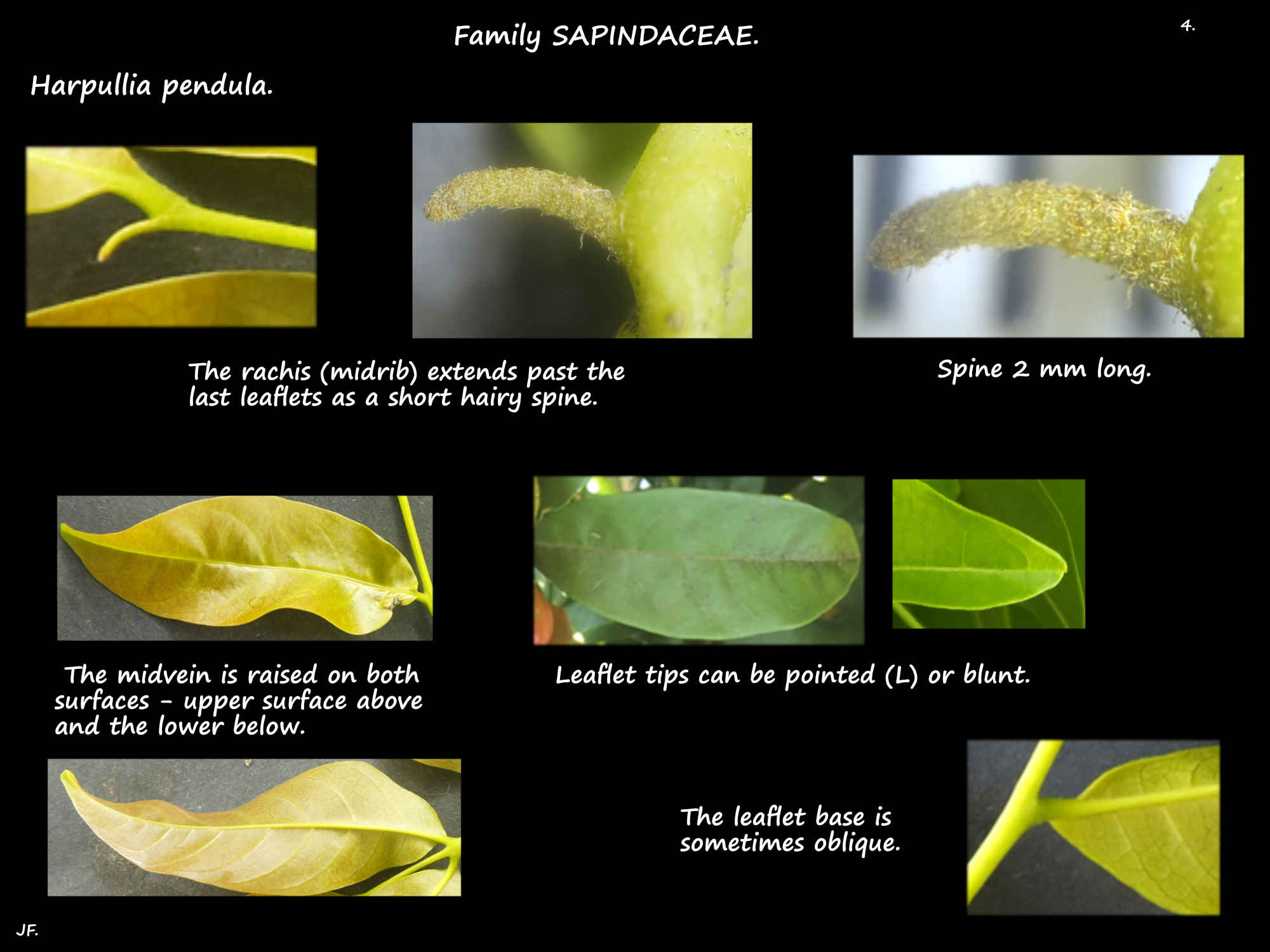 4 The rachis spine & the leaflets of Harpullia pendula