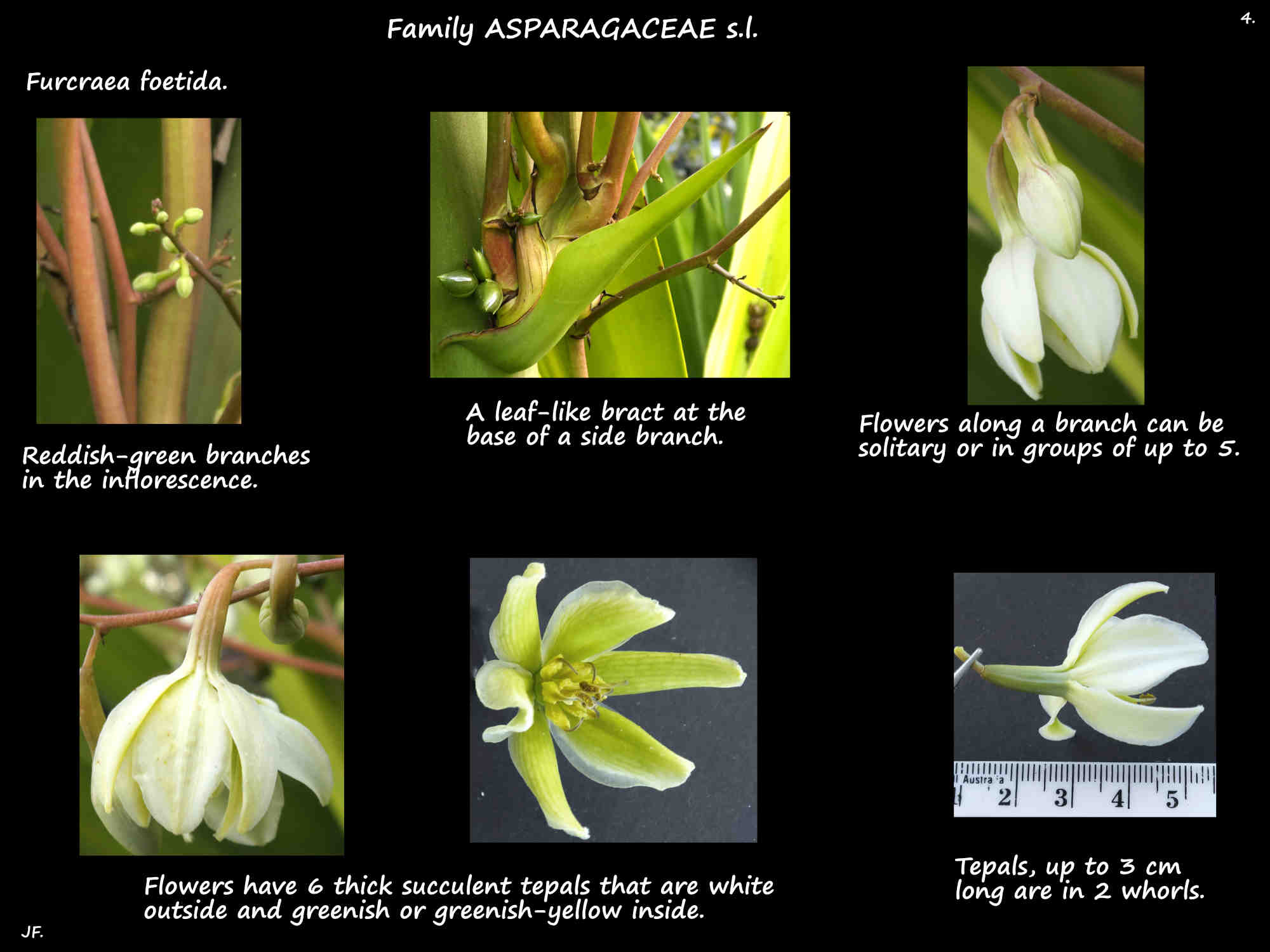 4 The tepals of Furcraea foetida flowers