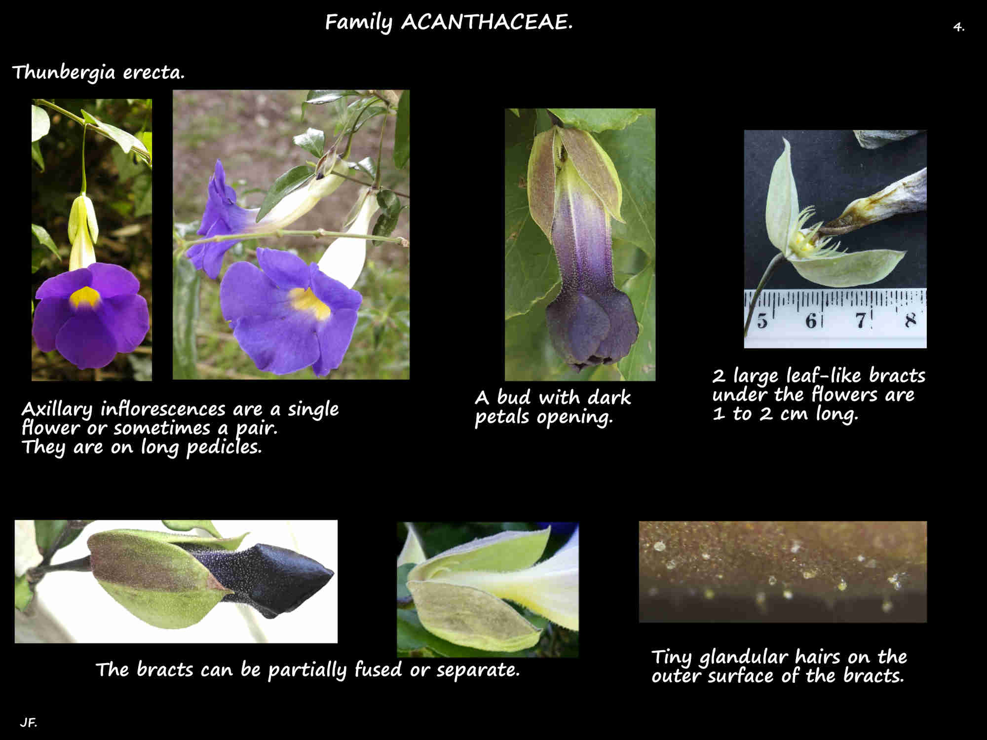 4 Thunbergia erecta inflorescences & bracts