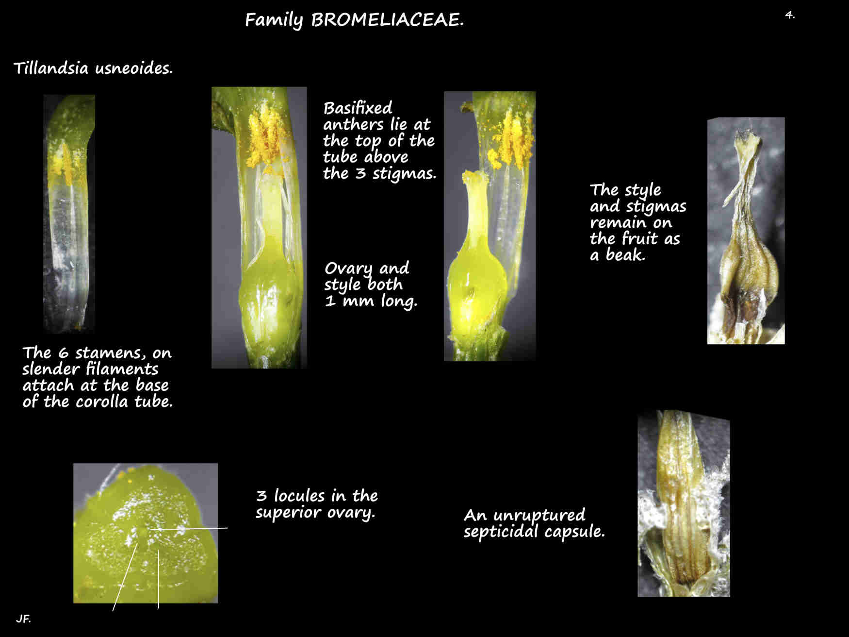 4 Tillandsia usneoides stamens & ovary