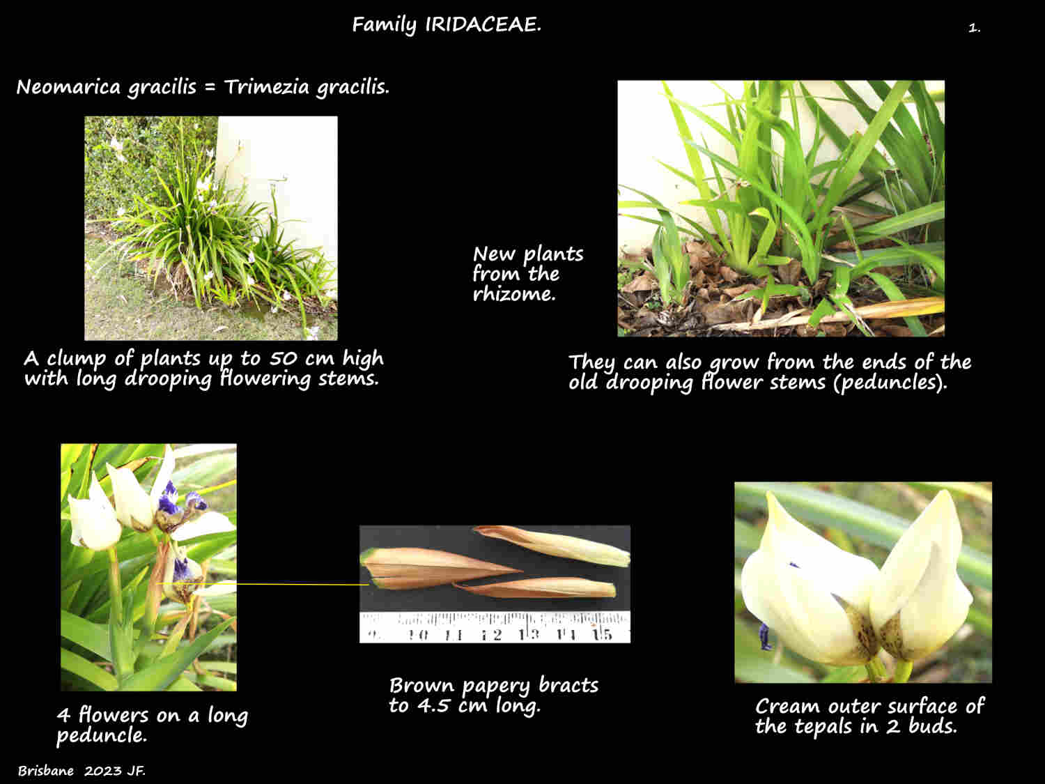 4 Tremezia gracilis plants & bracts