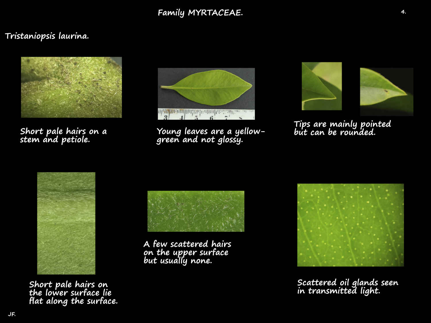 4 Tristaniopsis laurina leaf hairs & oil glands