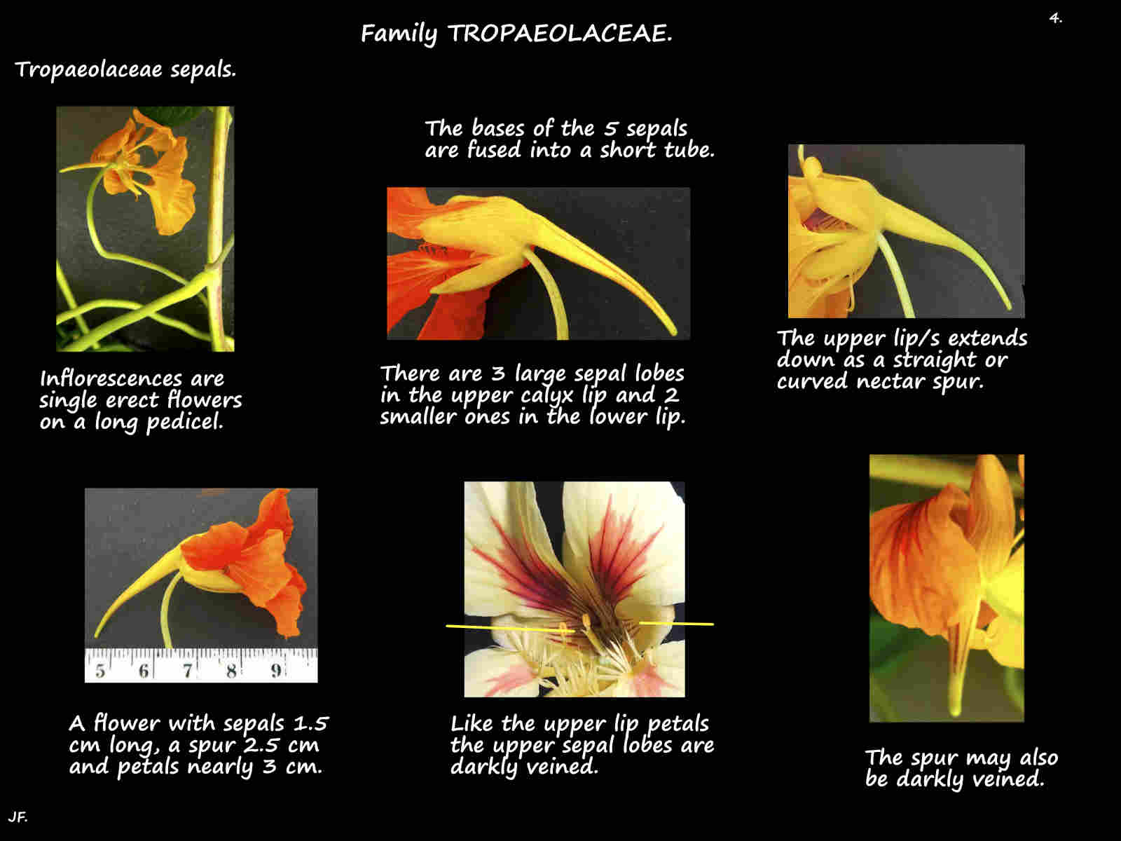 4 Tropaeolaceae sepals & nectar spur