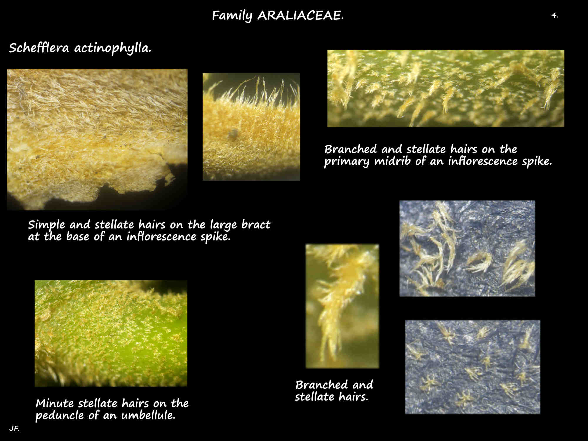 4 Types of hairs on Schefflera actinophylla inflorescences