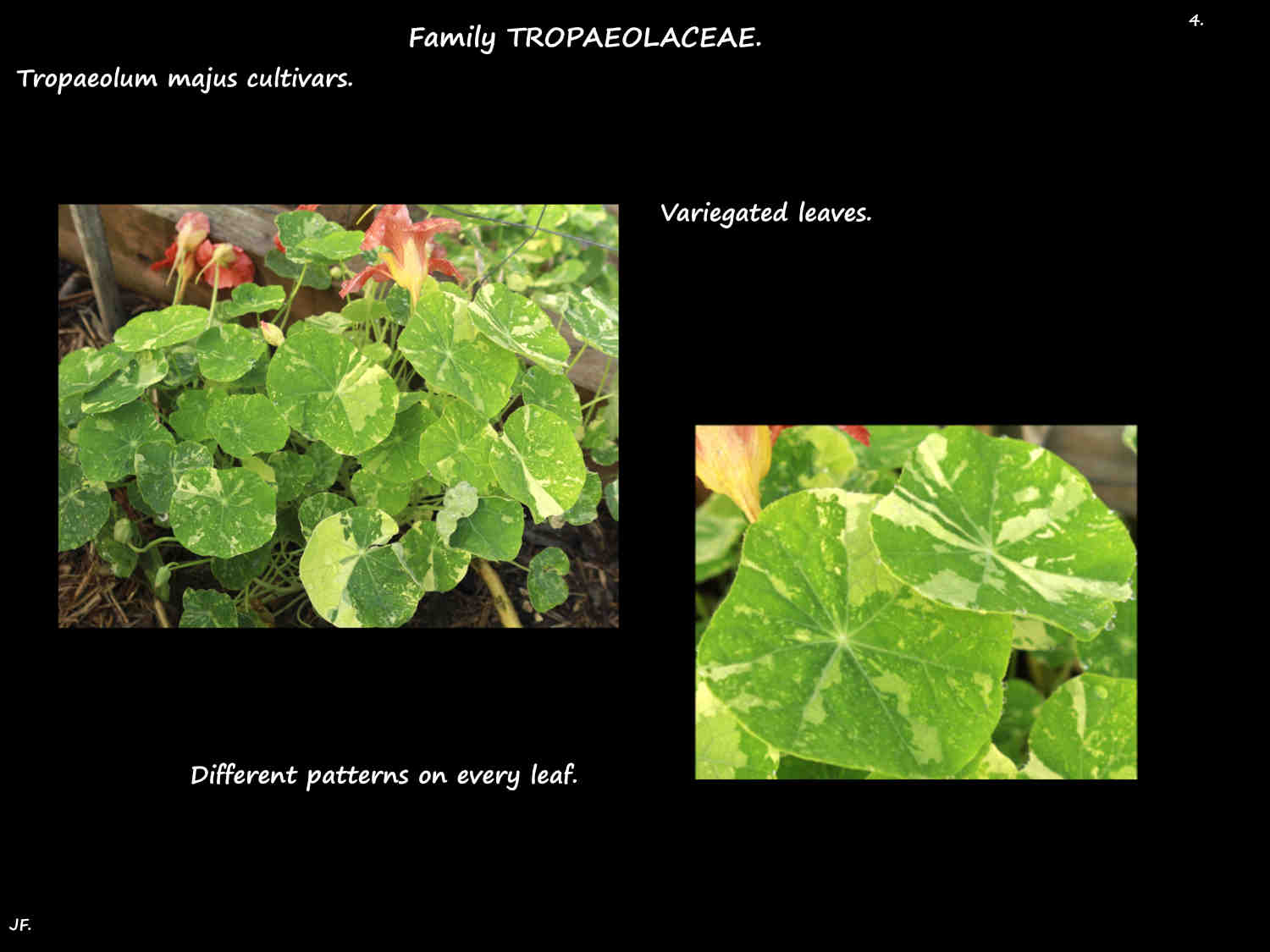 4 Variegated nasturtium