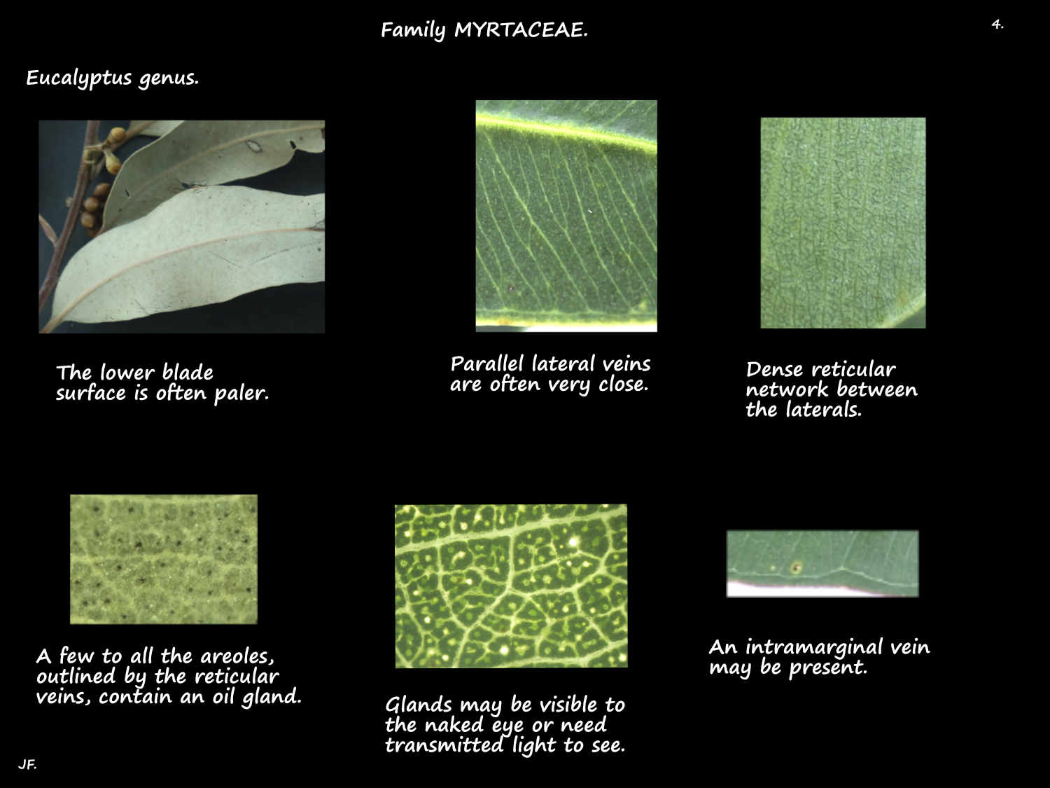 4 Veins & glands in Eucalyptus leaves
