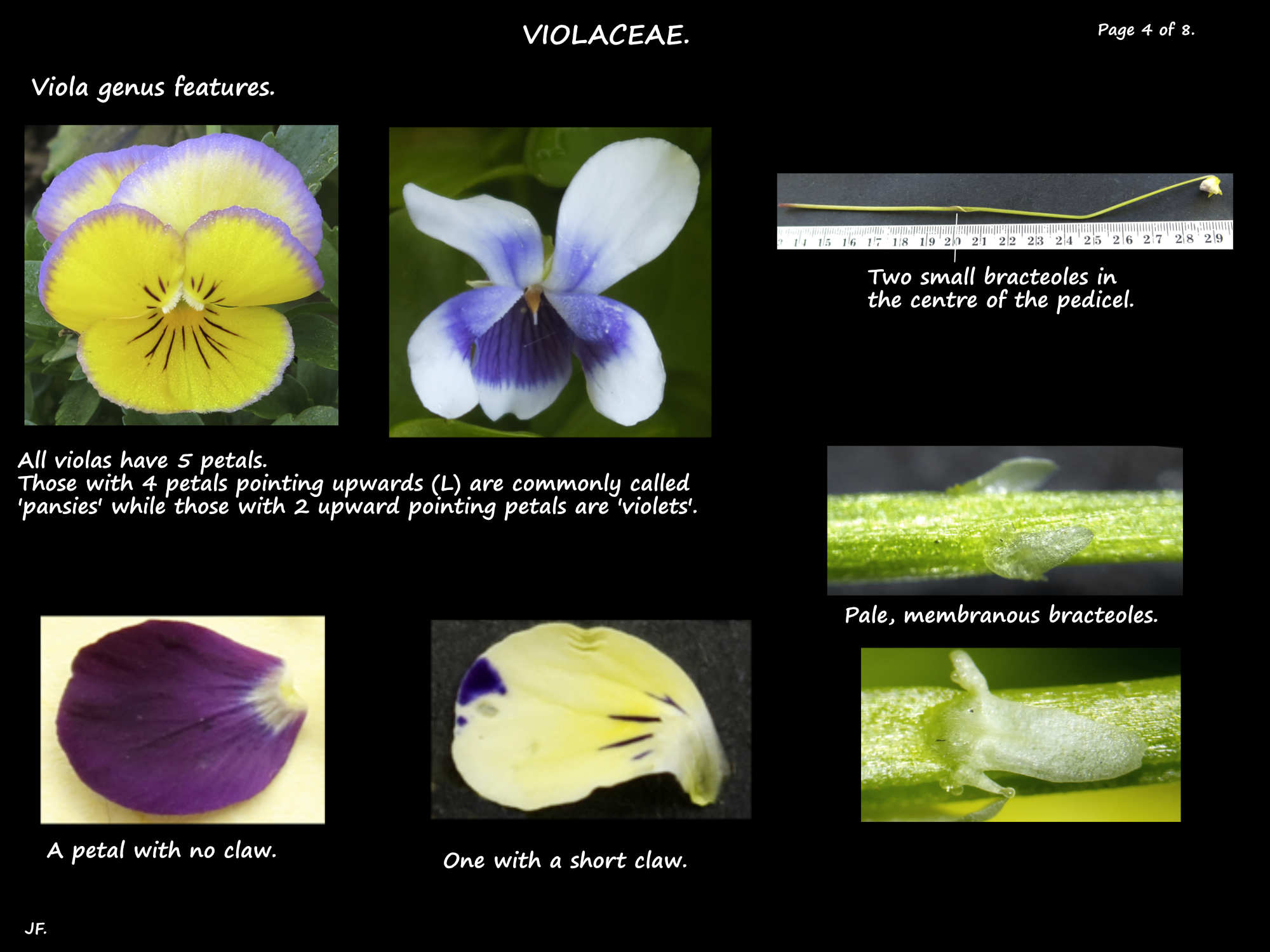 4 Viola flowers