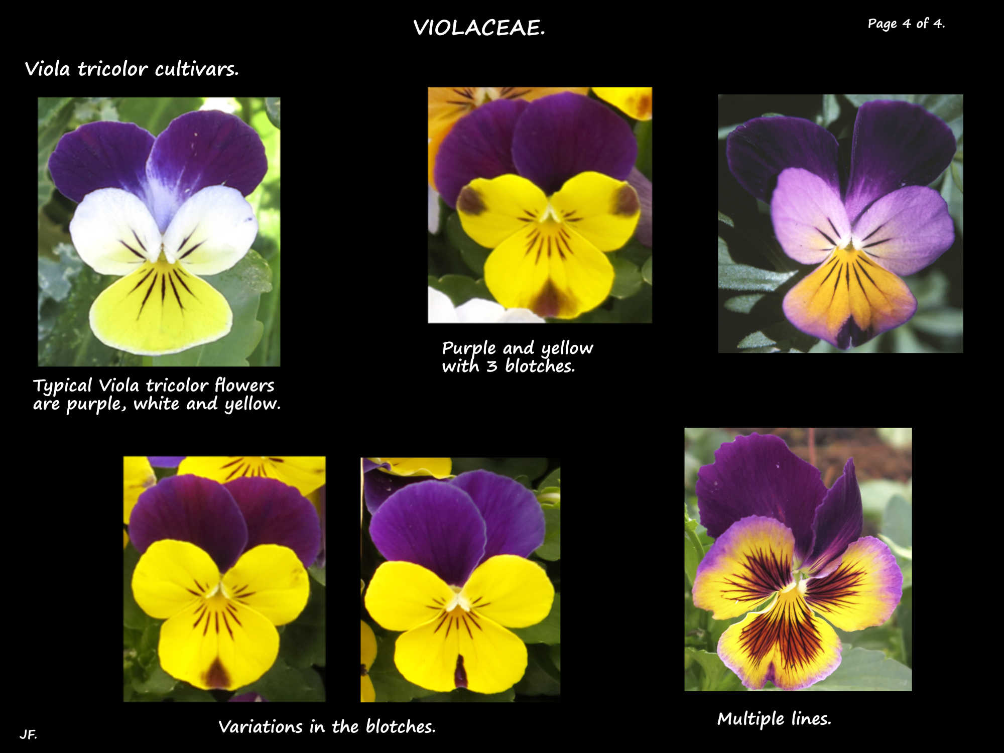 4 Viola tricolor flowers