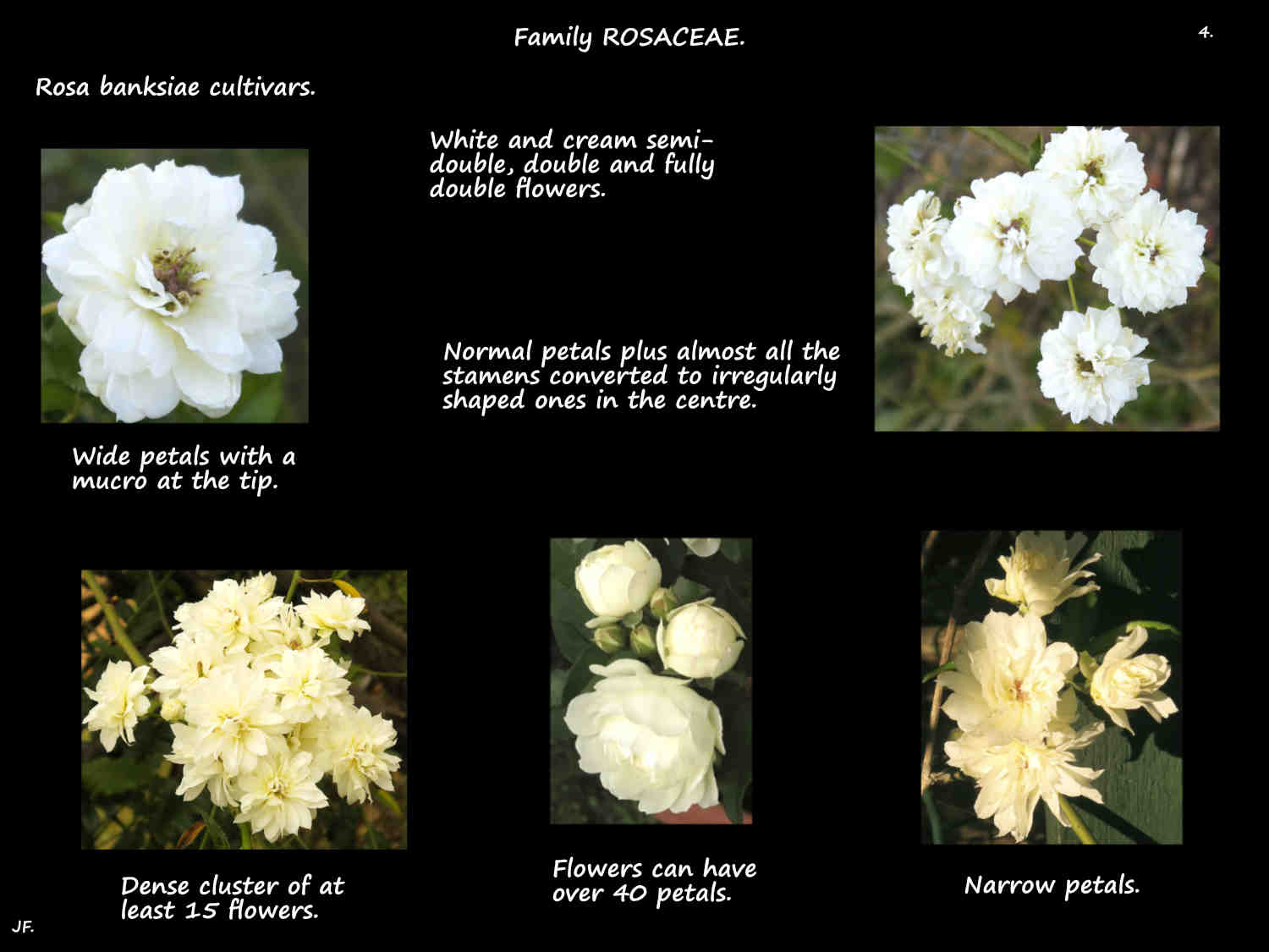 4 White & cream Banksia rose flowers