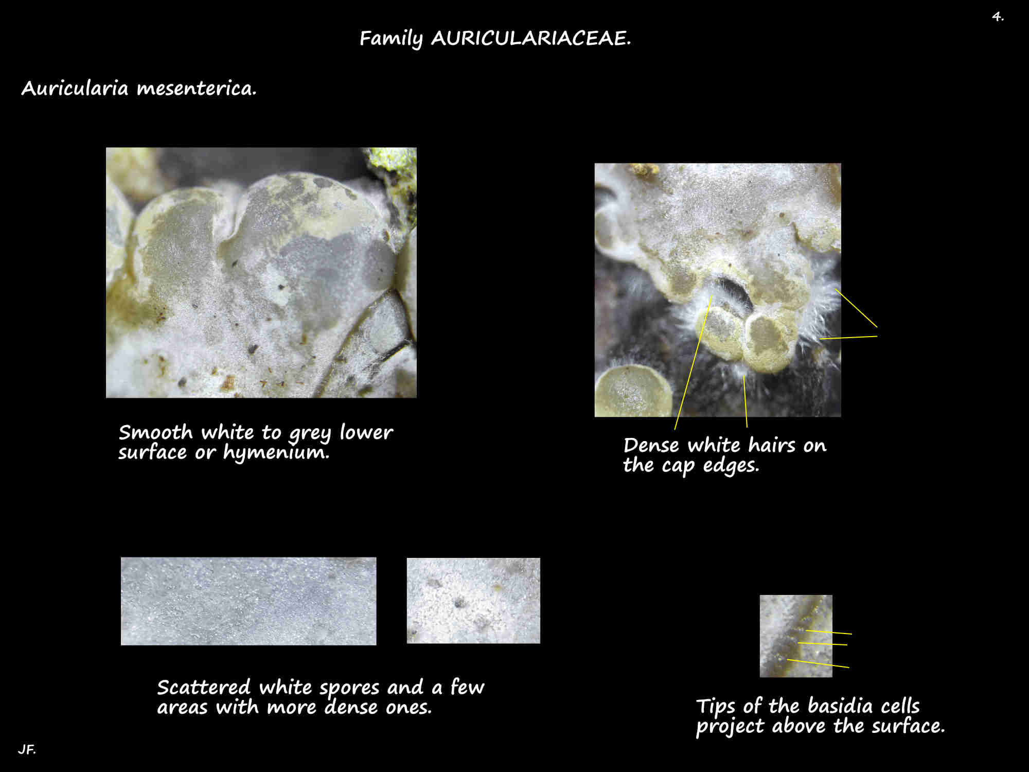 4 White spores on Auricularia mesenterica
