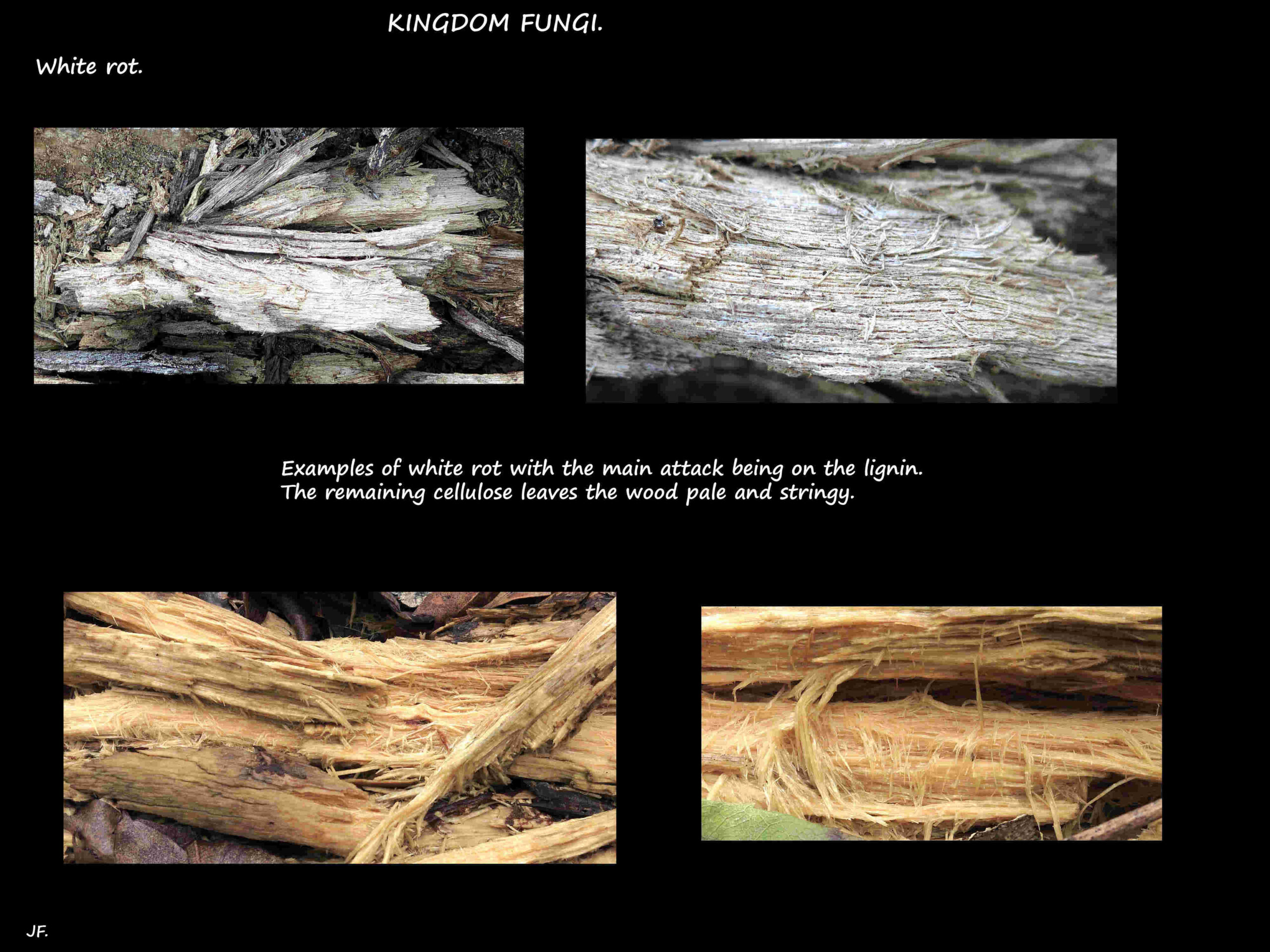 4 White wood rot features