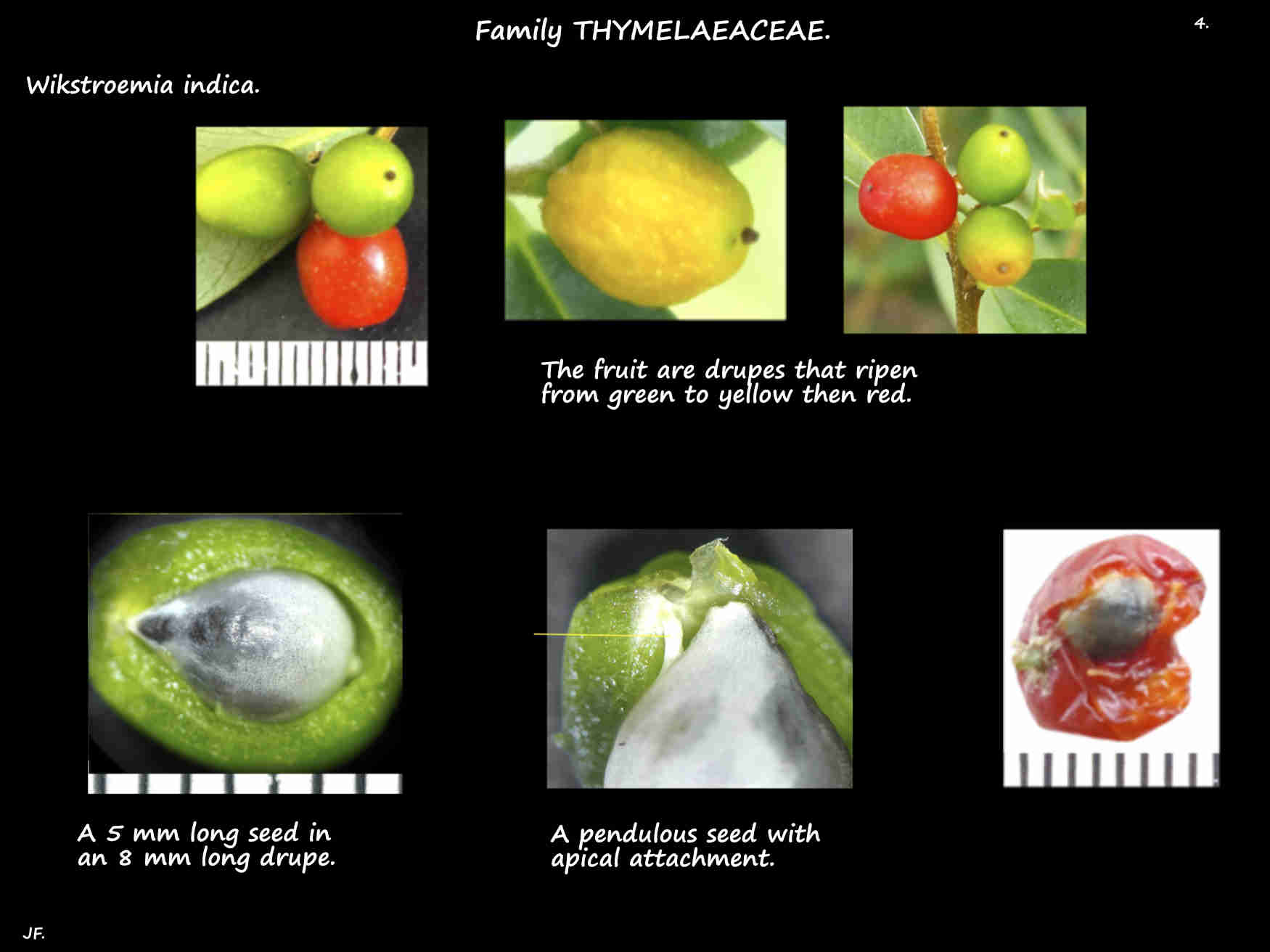 4 Wikstroemia indica fruit & seed
