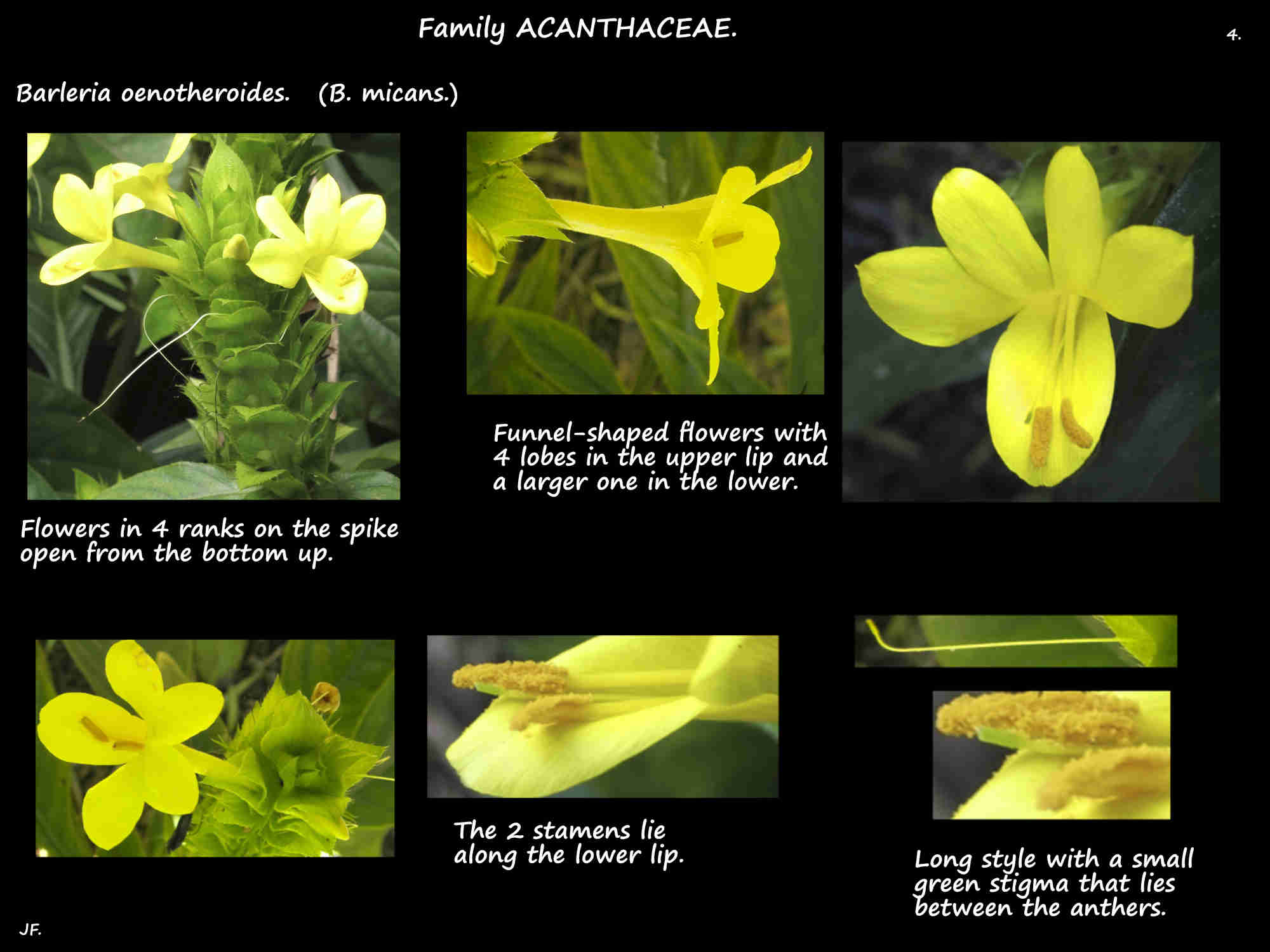 4 Yellow Barleria flowers, stamens & style