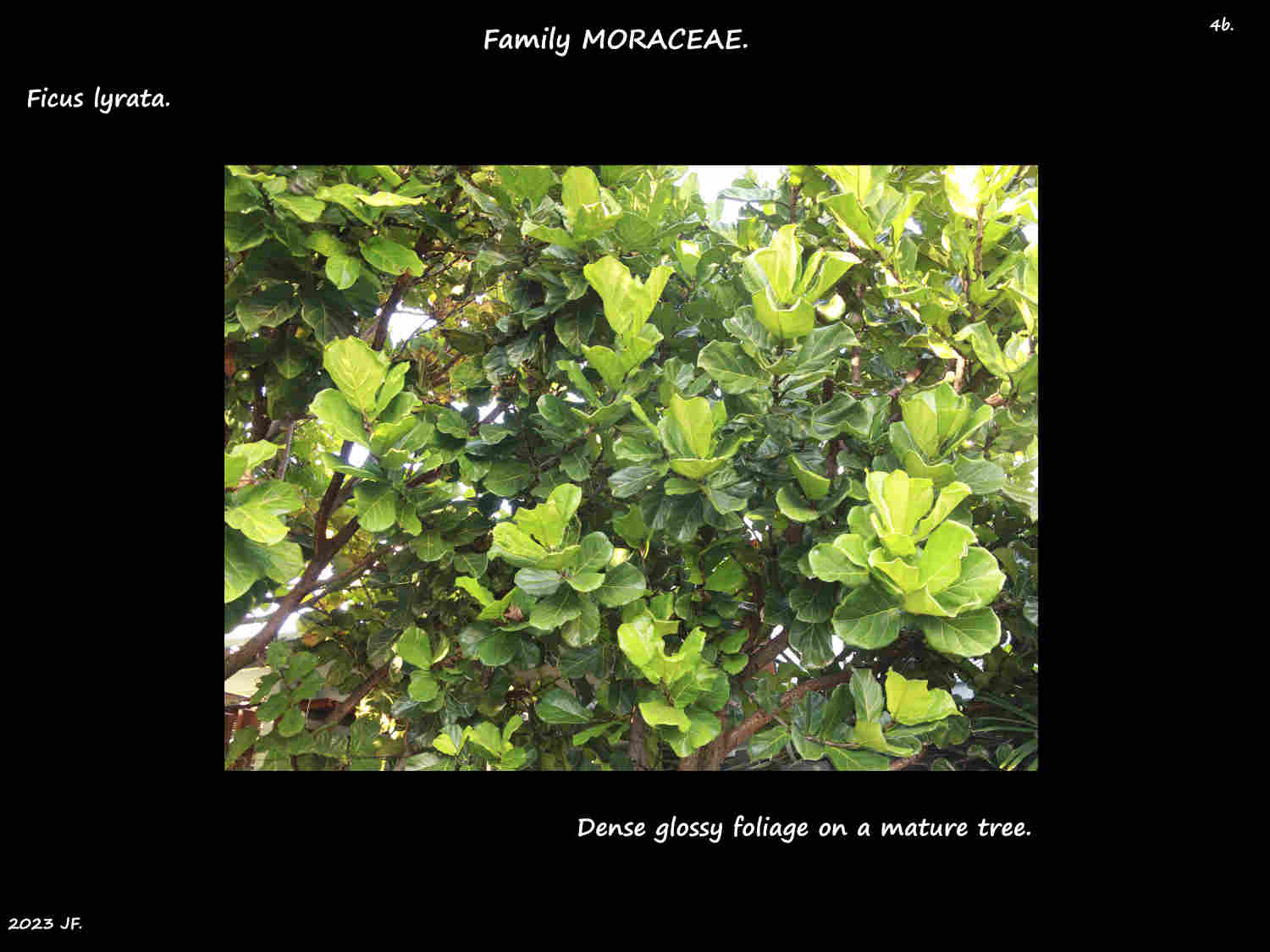 4b Foliage on a mature Fiddle leaf fig tree