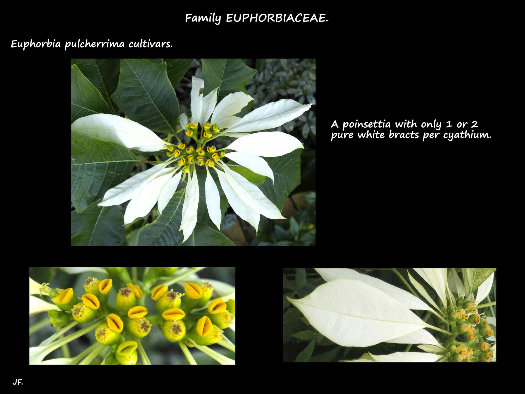 5 A Euphorbia pulcherrima with pure white bracts