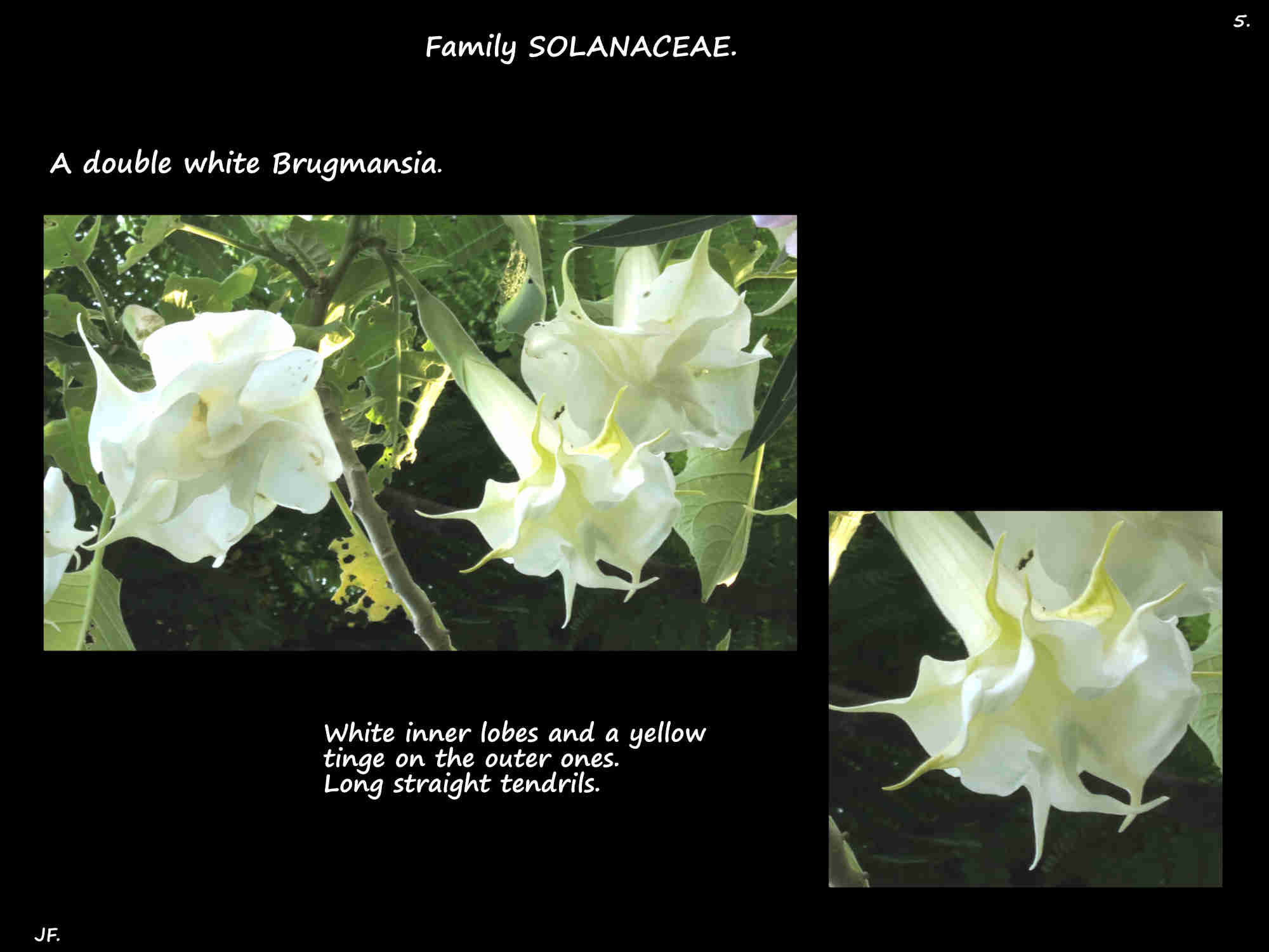 5 A double white Brugmansia