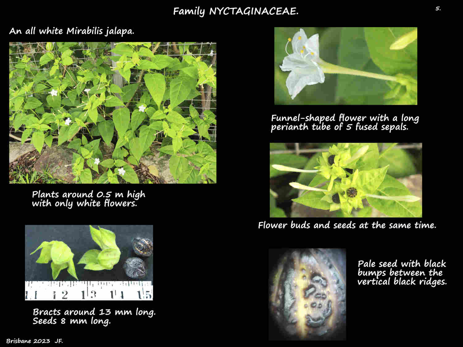 5 A white Mirabilis japala plant - Copy