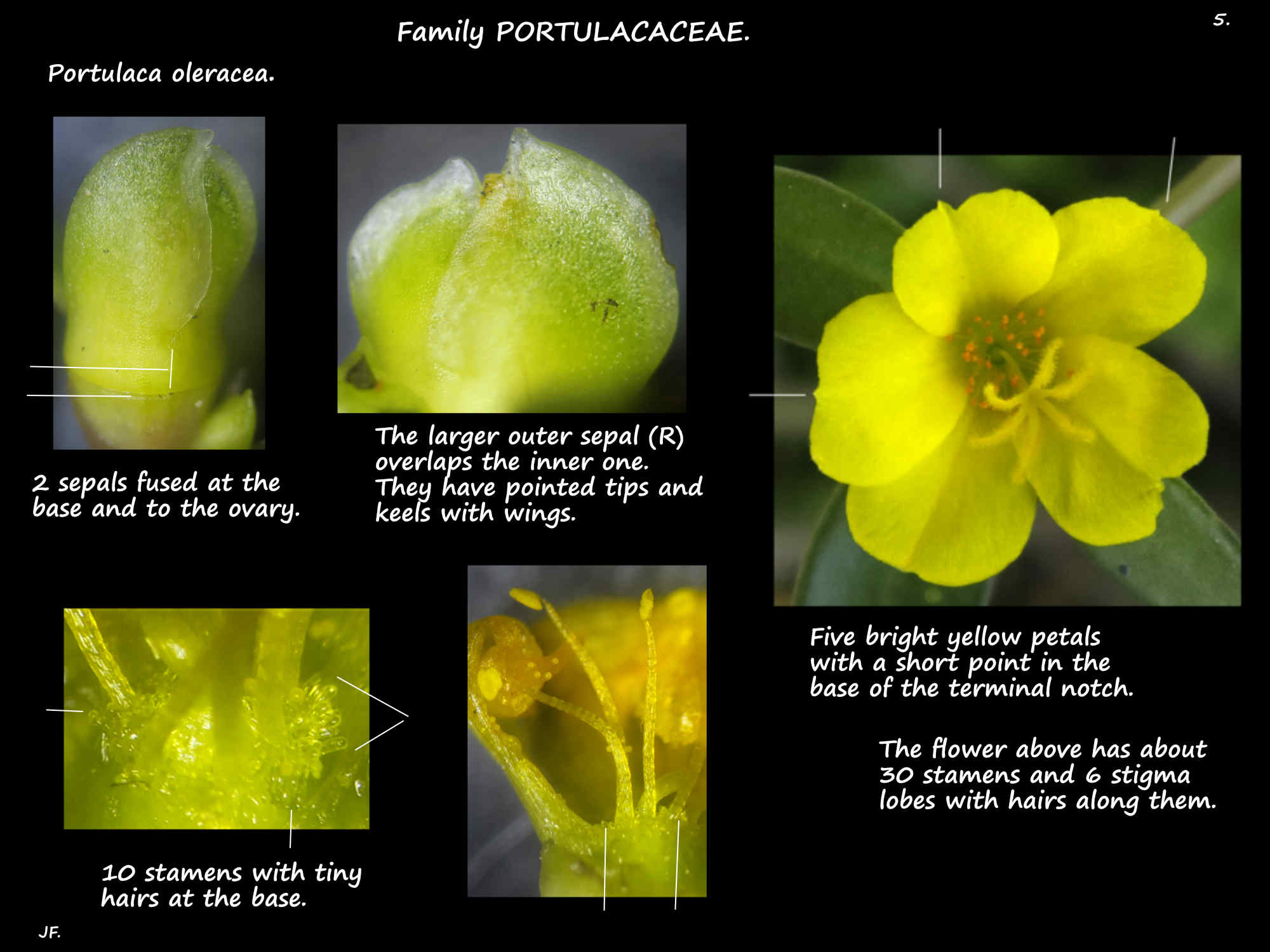 5 A yellow Portulace oleracea flower & hairs at the stamen bases