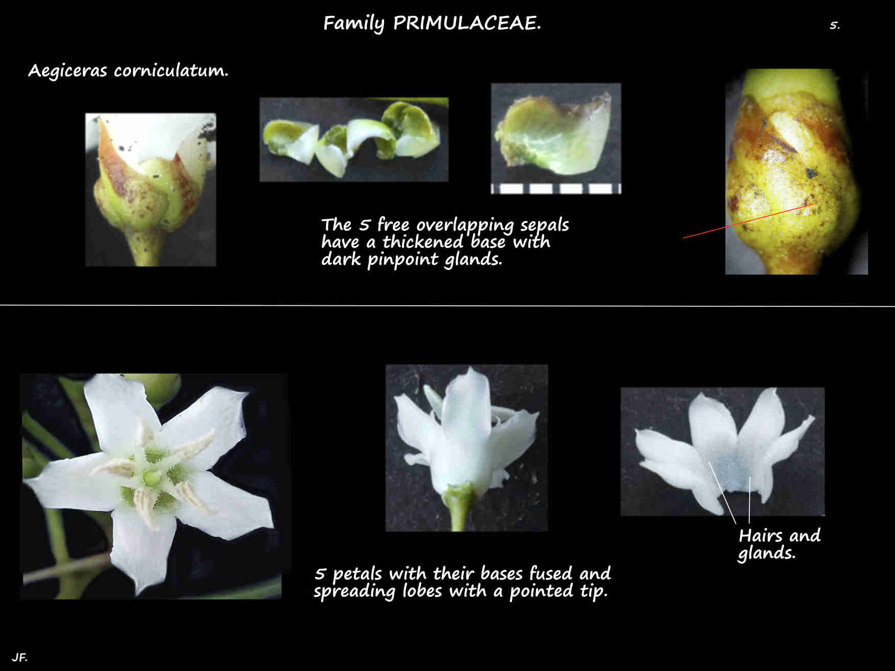 5 Aegiceras corniculatum sepals & petals