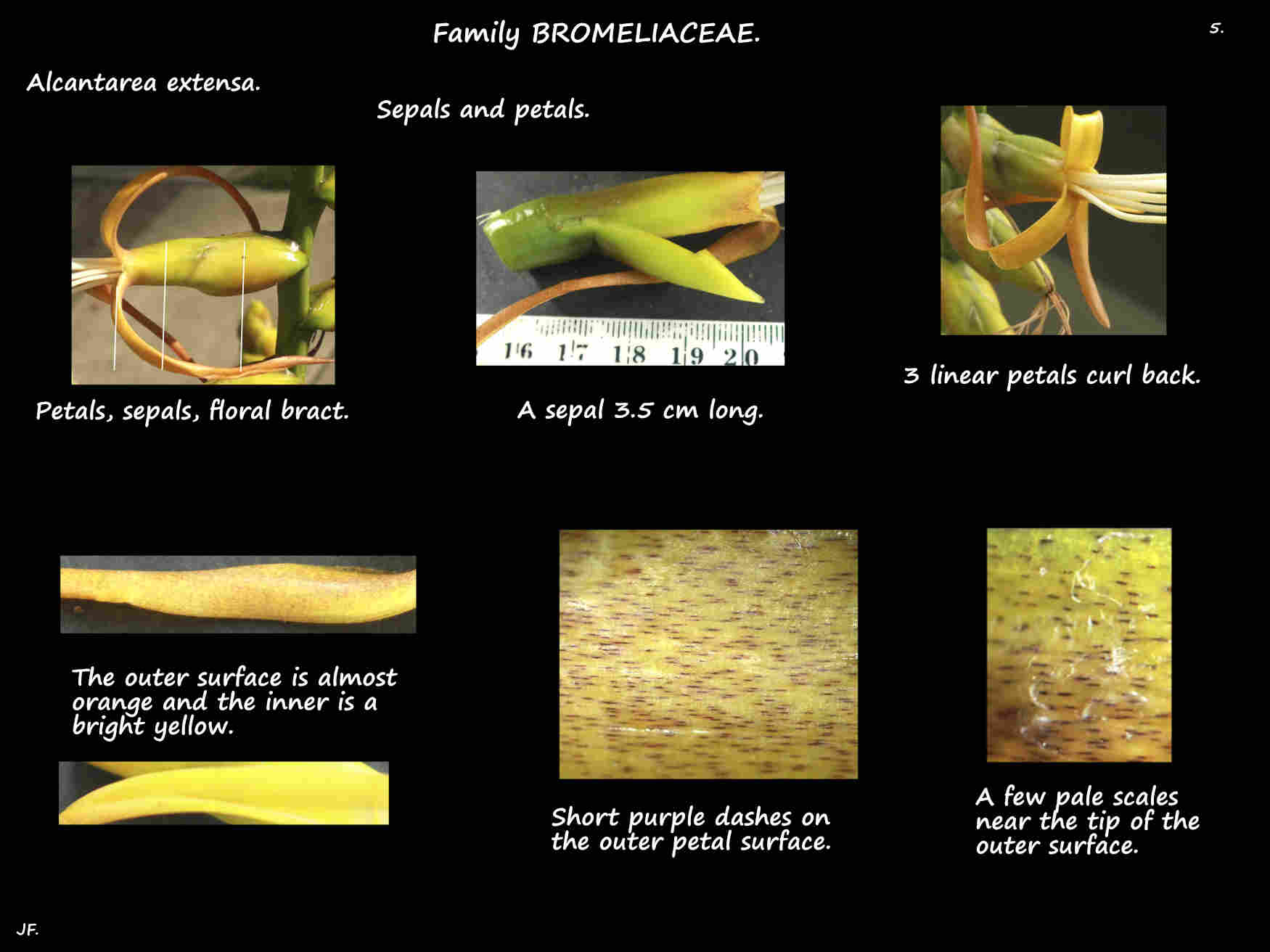 5 Alcantarea extensa sepals & petals