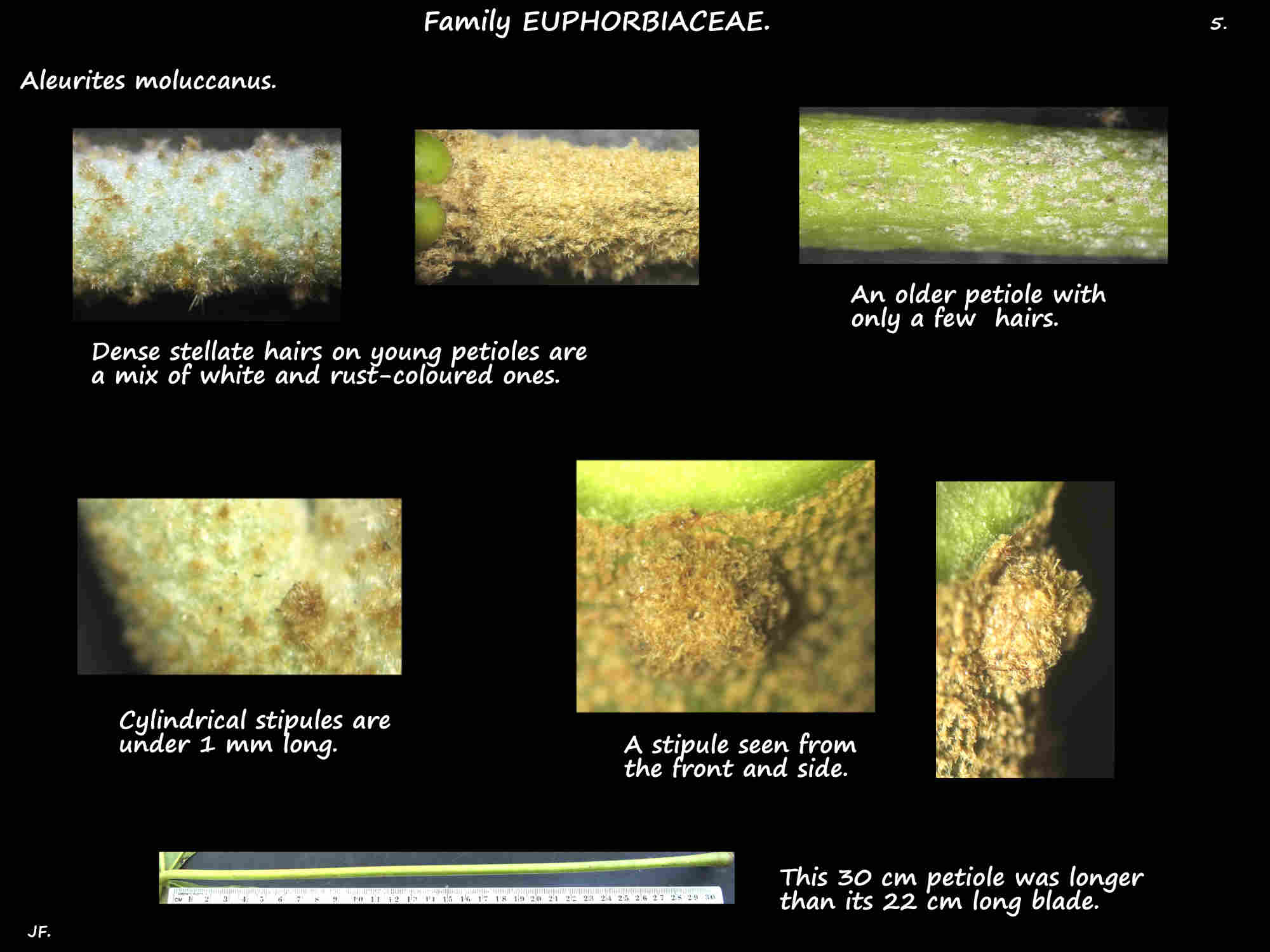 5 Aleurites moluccanus petiole & stipules