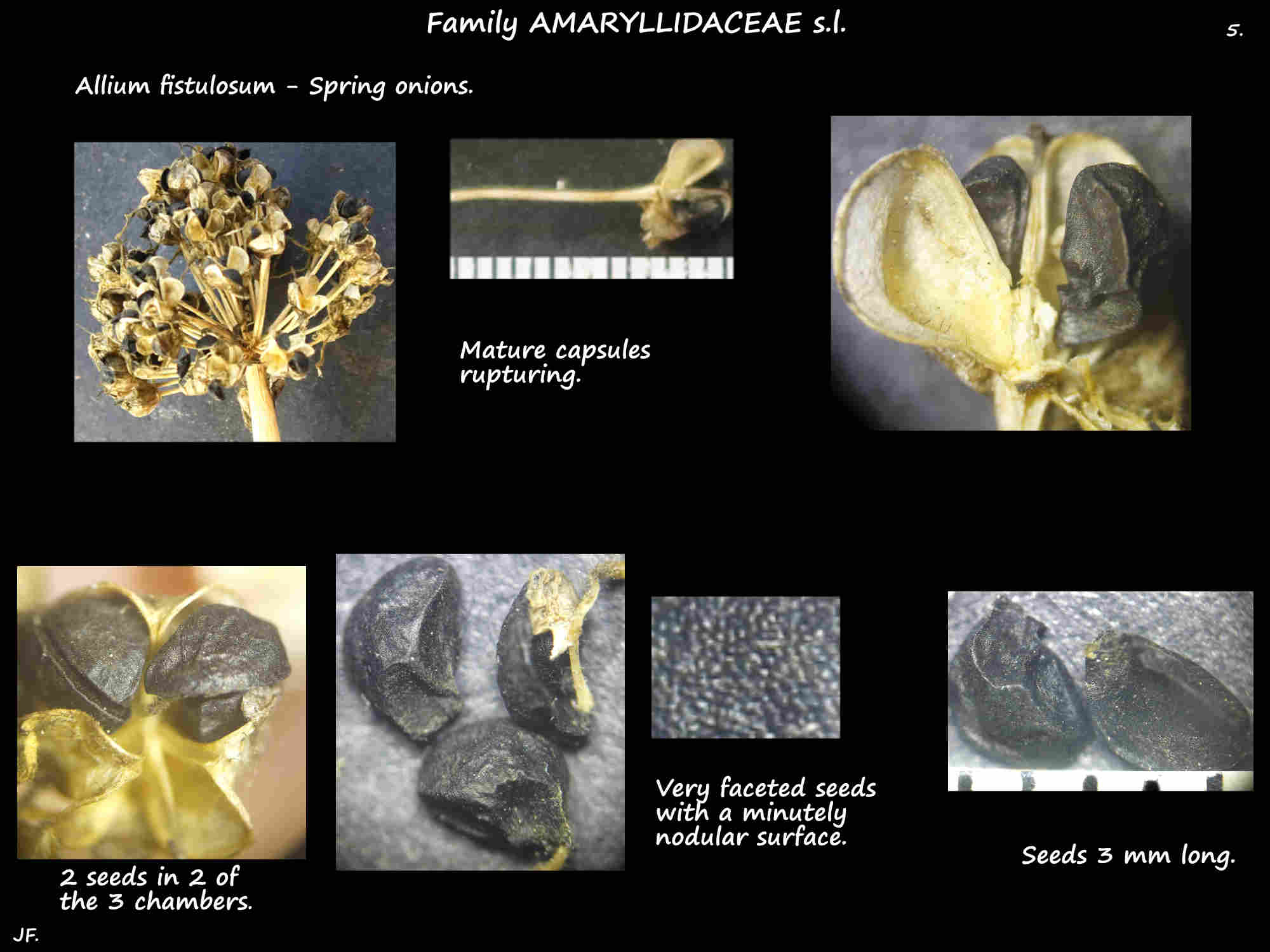 5 Allium fistulosum capsules & seeds