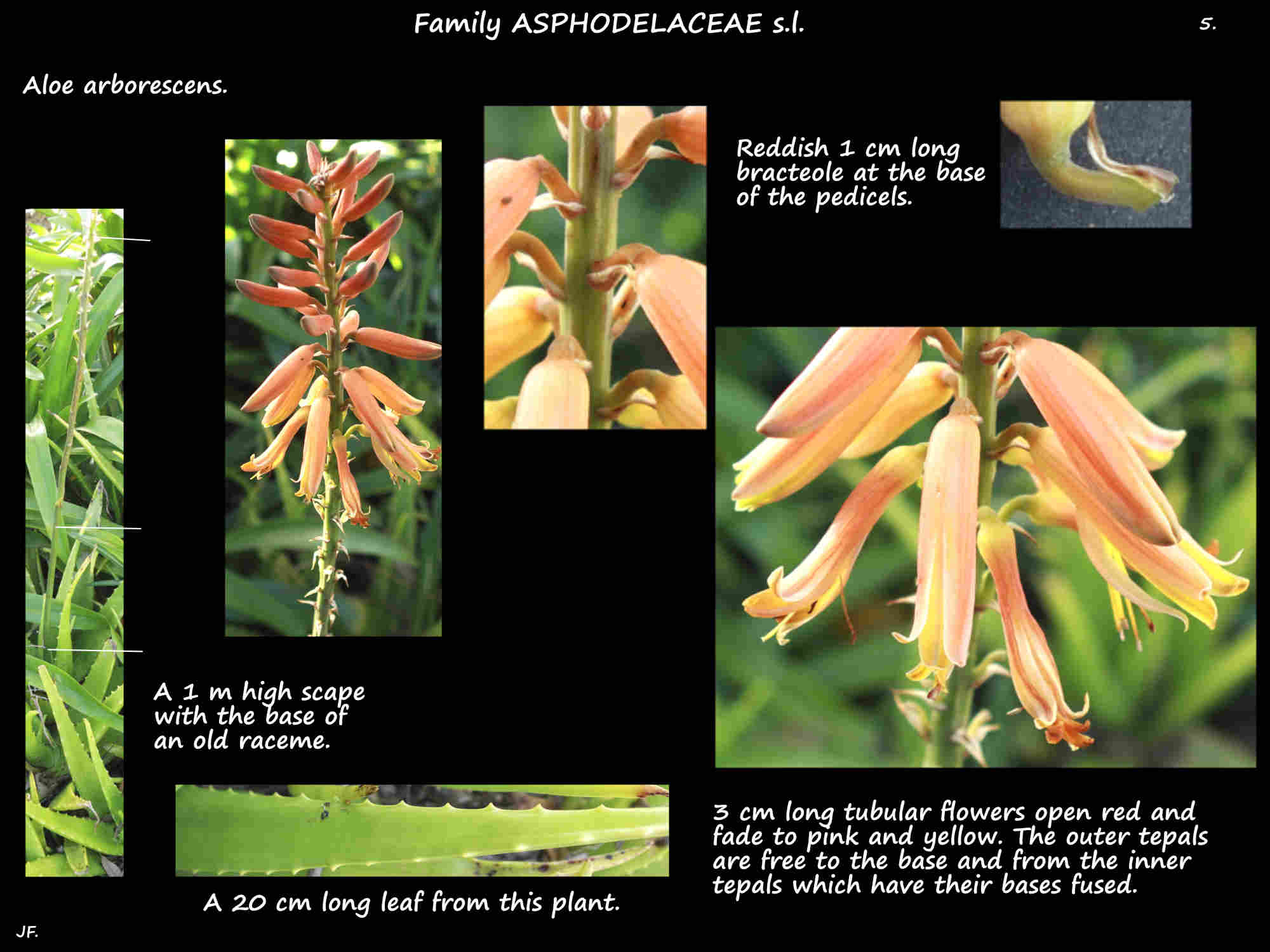 5 Aloe arborescens flowers