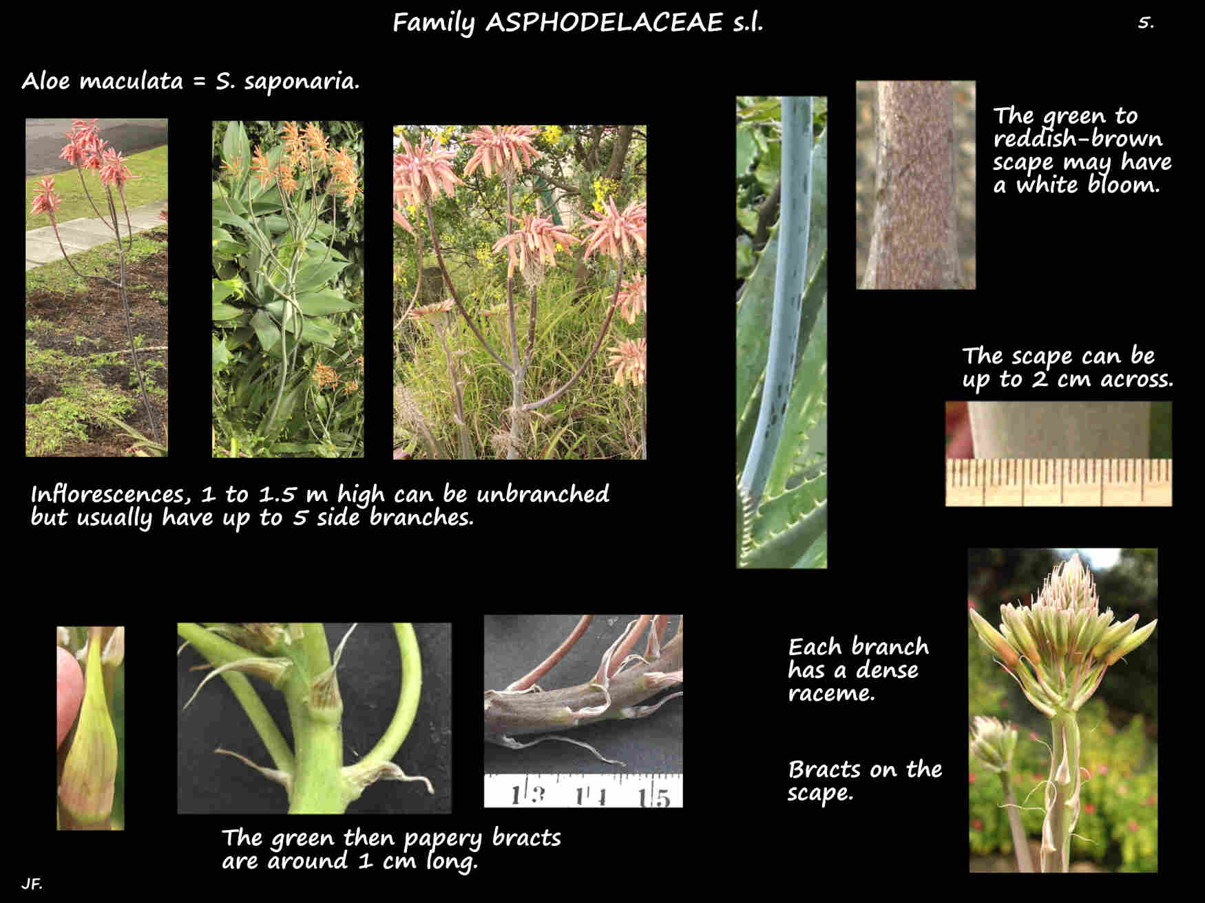 5 Aloe maculata inflorescences & bracts