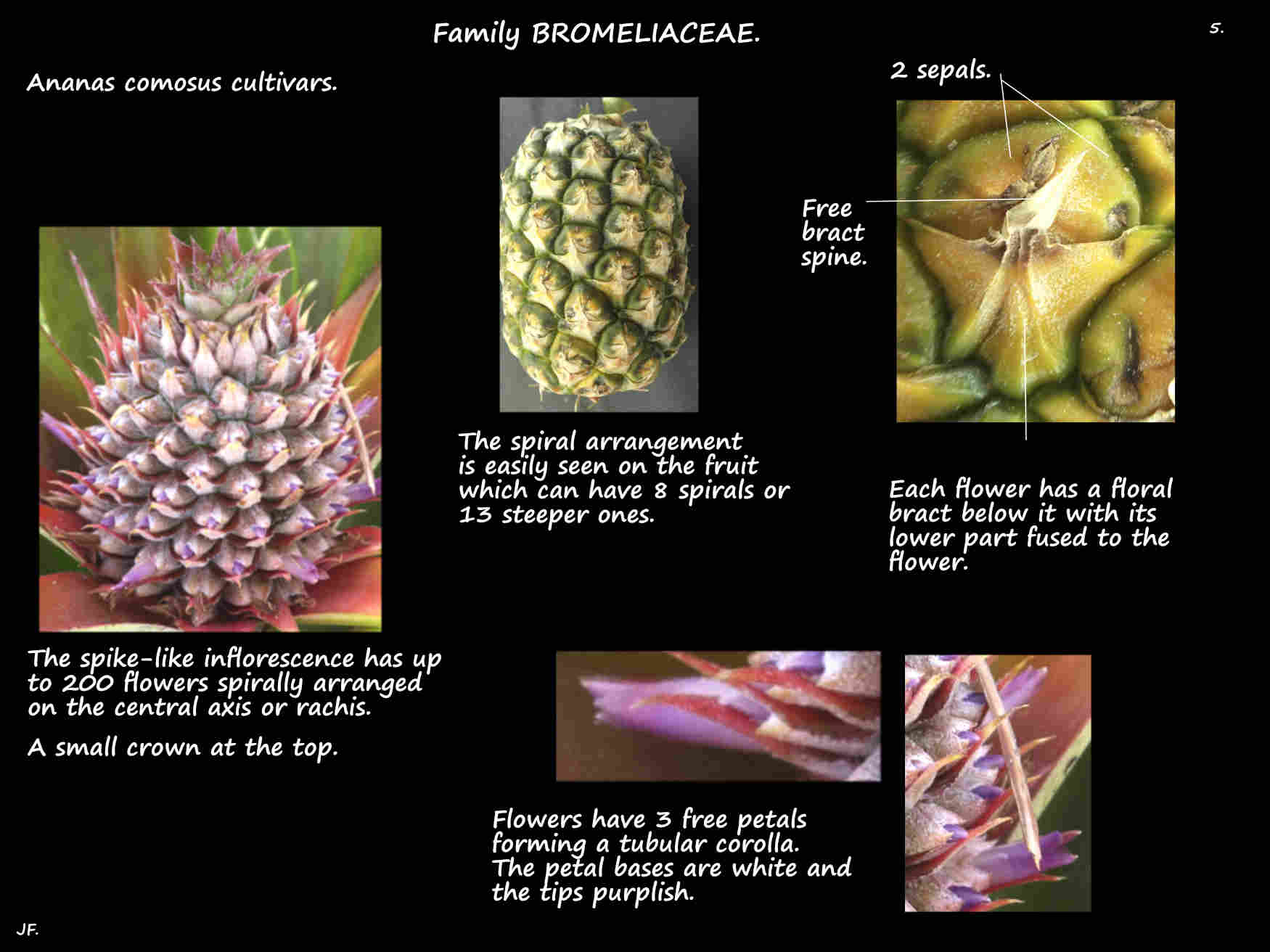 5 Ananas comosus flowers & floral bracts